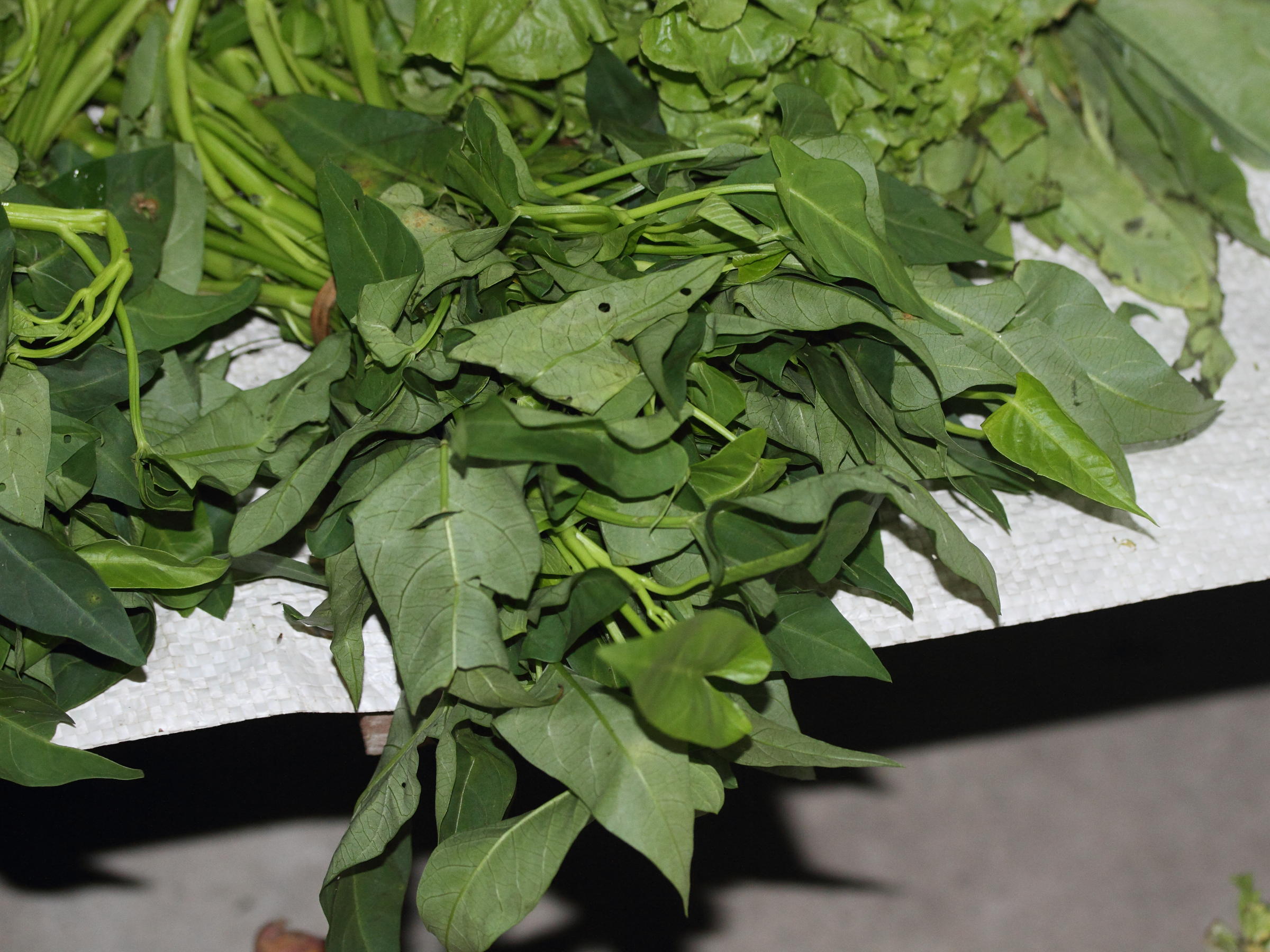 Afficher le média ipomoea_aquatica1md ipomoea_aquatica1md