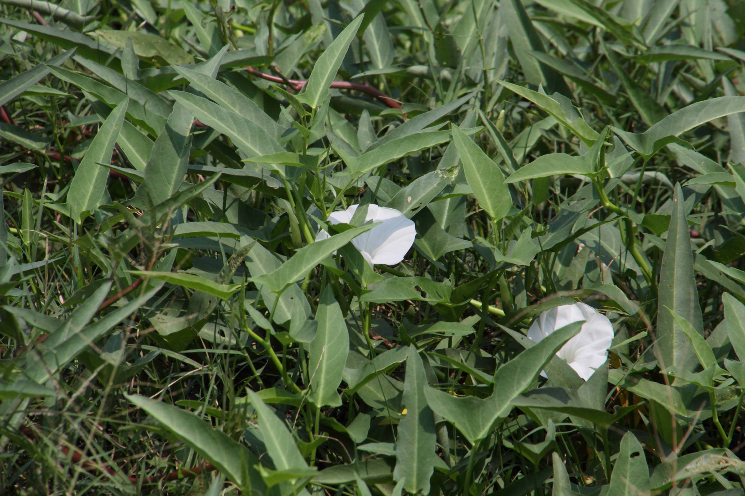 Afficher le média ipomoea_aquatica2md ipomoea_aquatica2md