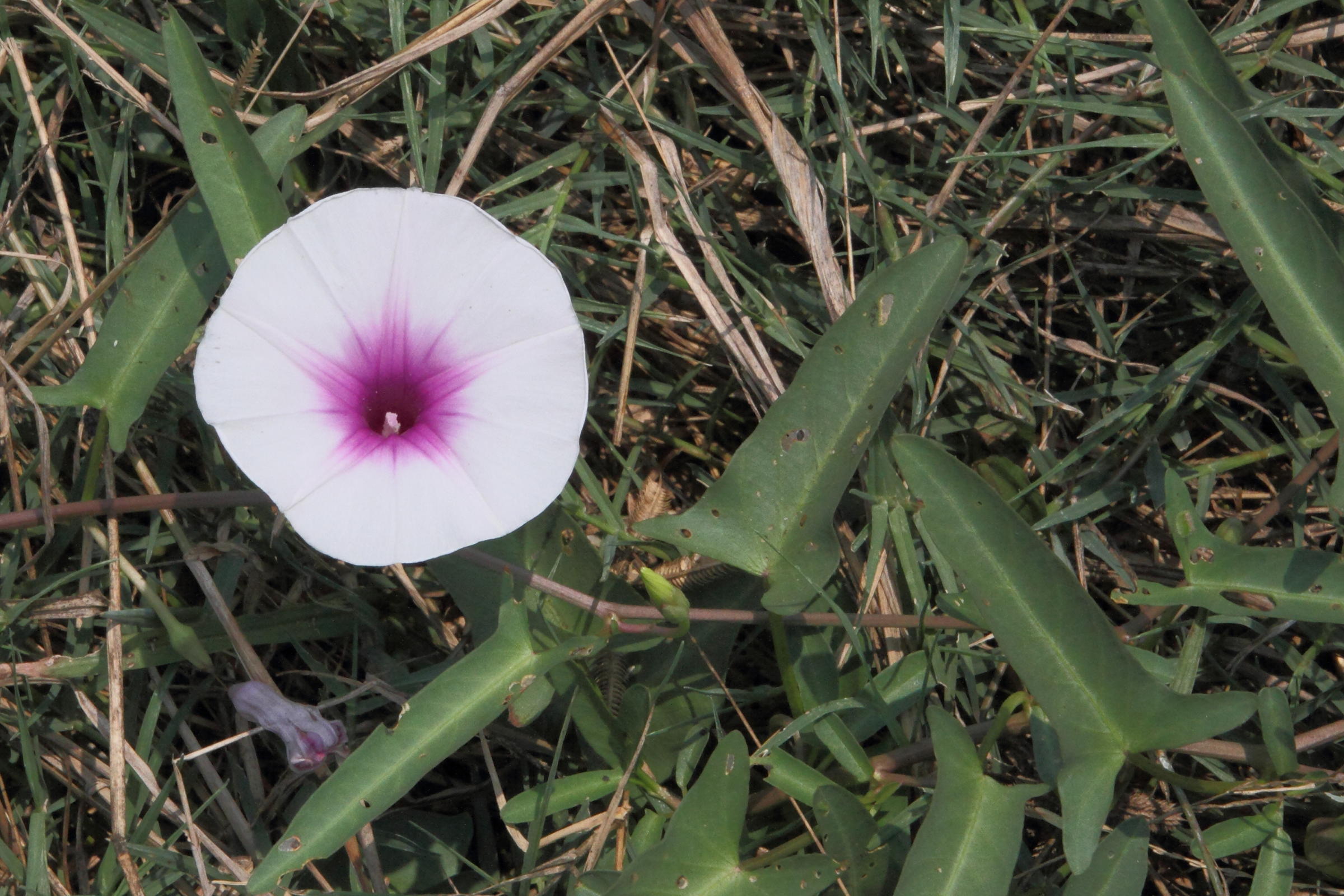 Afficher le média ipomoea_aquatica3md ipomoea_aquatica3md
