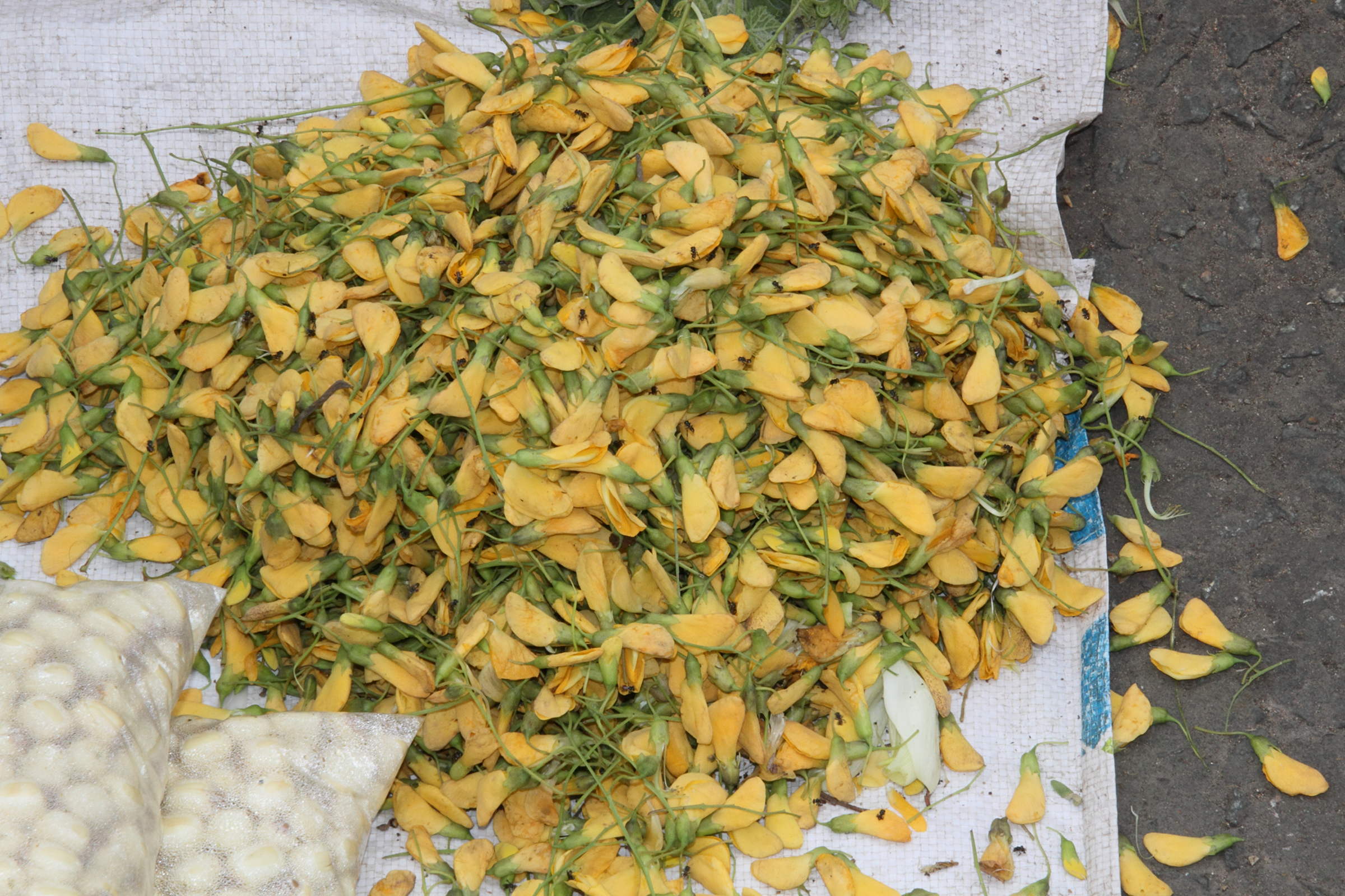 sesbania_bispinosa1md