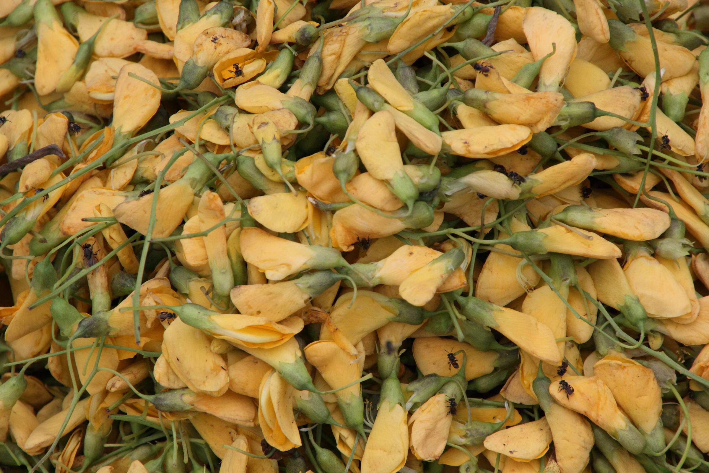 sesbania_bispinosa2md