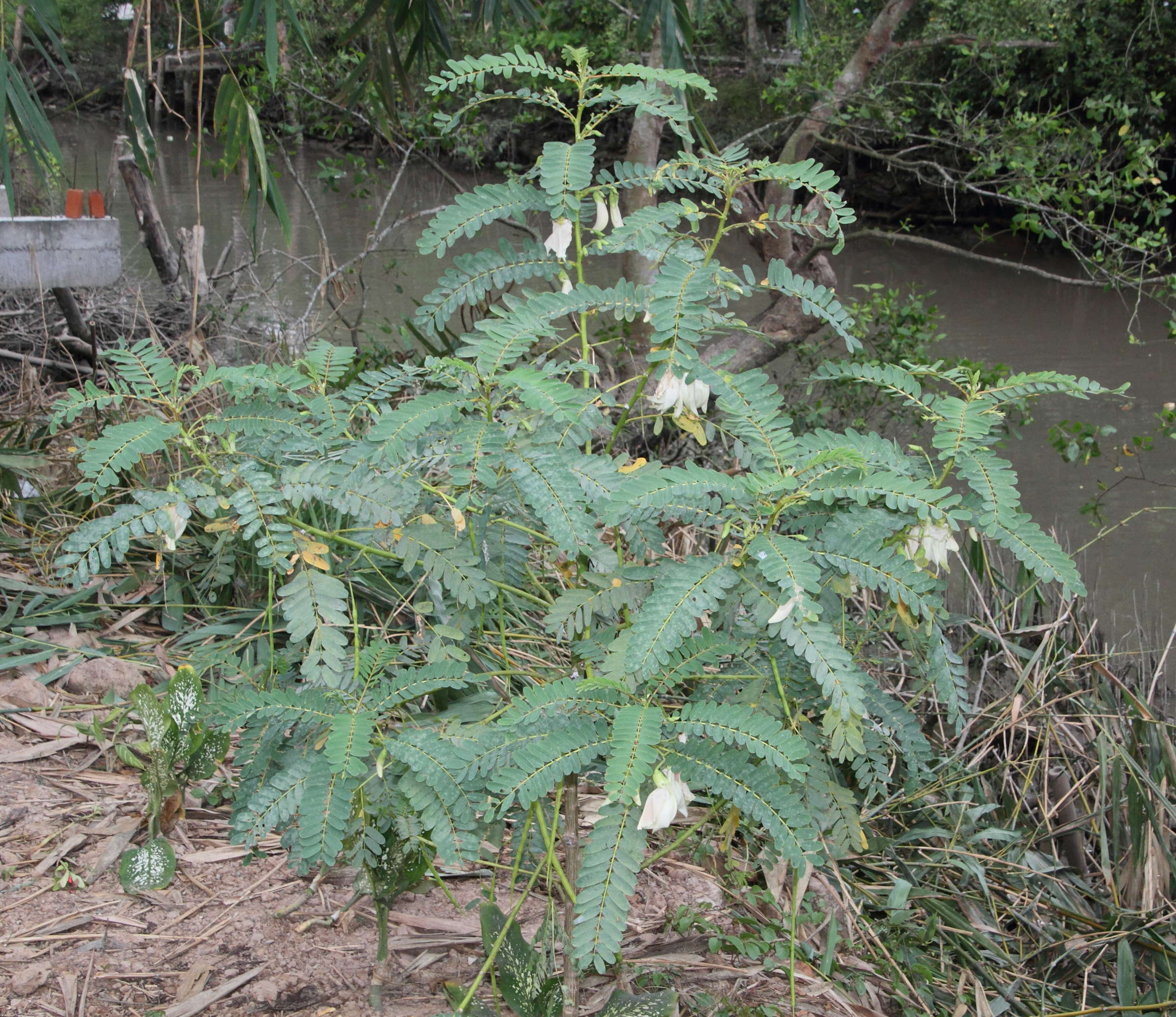 Afficher le média sesbania_grandiflora1md sesbania_grandiflora1md