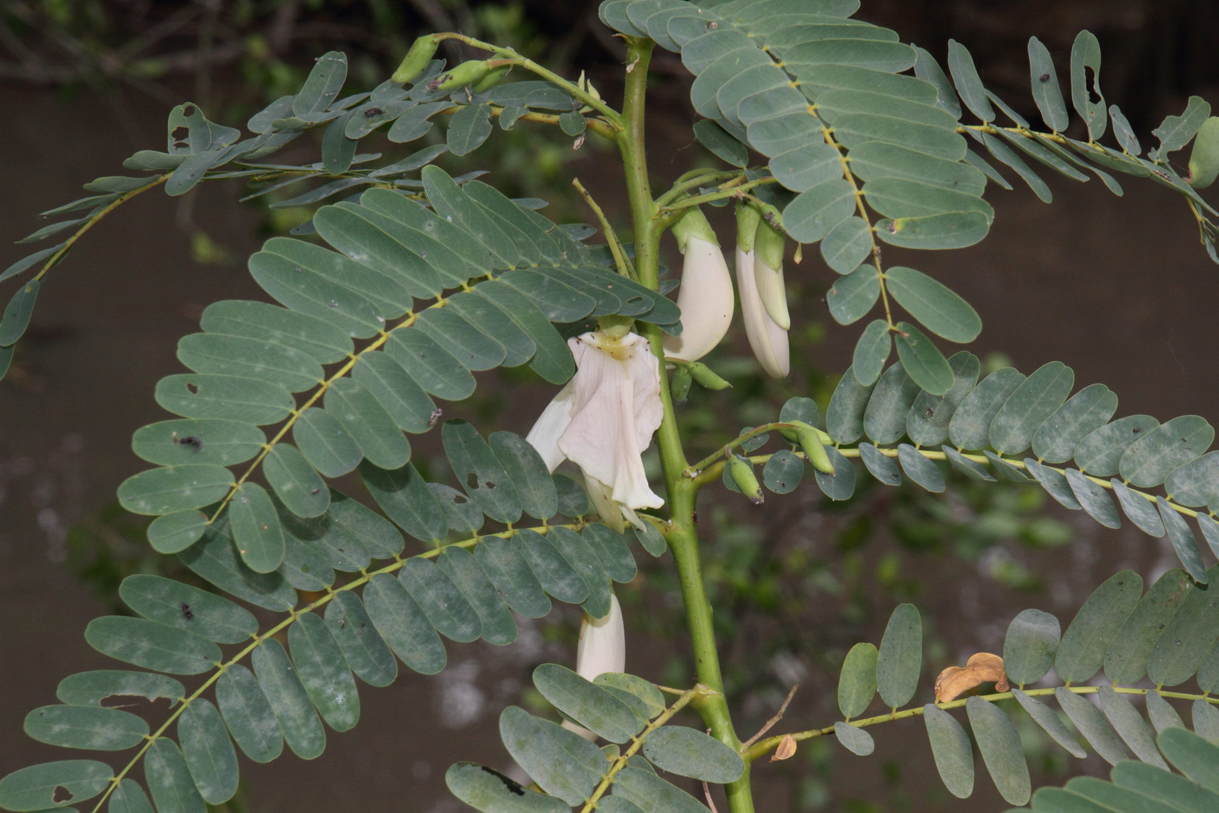 Afficher le média sesbania_grandiflora2md sesbania_grandiflora2md