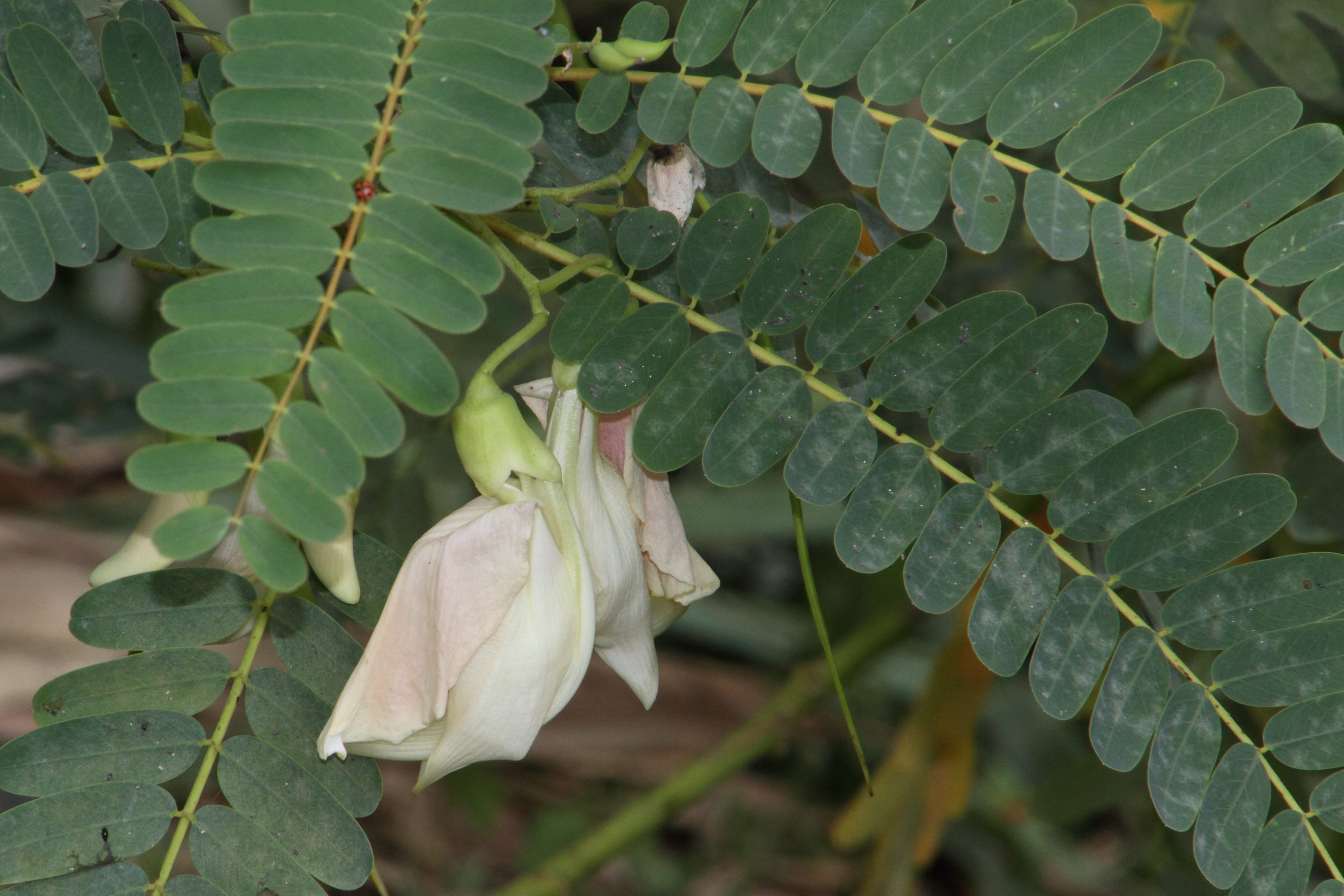 Afficher le média sesbania_grandiflora3md sesbania_grandiflora3md