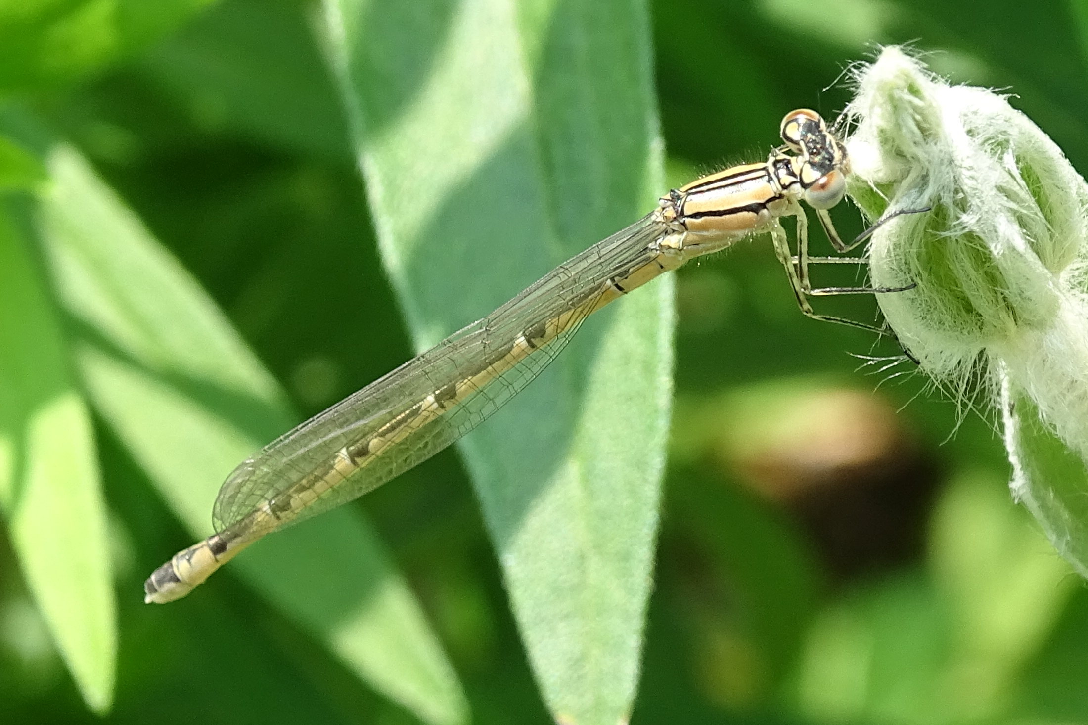 erythromma_lindenii6mv