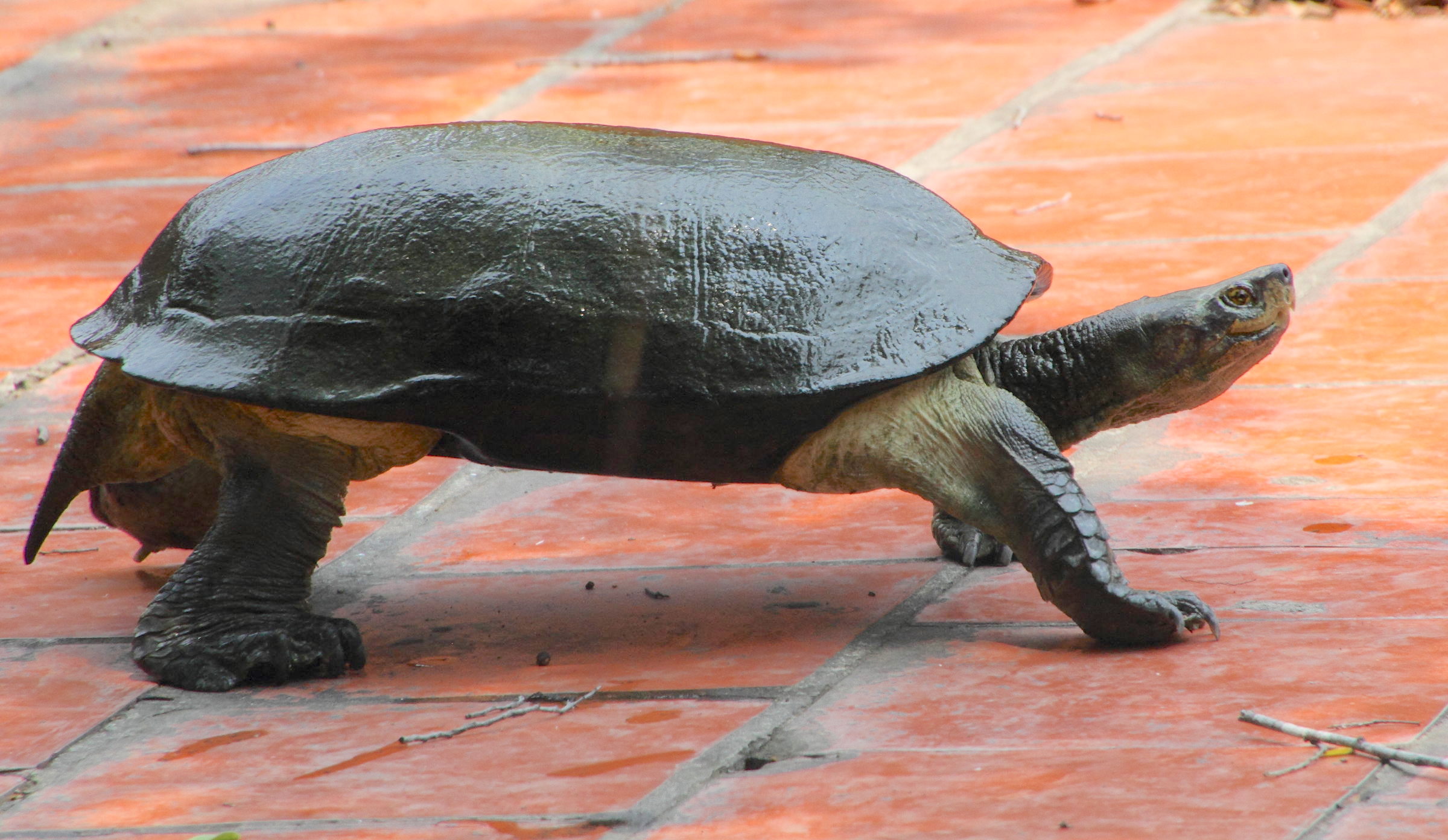 Afficher le média batagur_baska1md batagur_baska1md