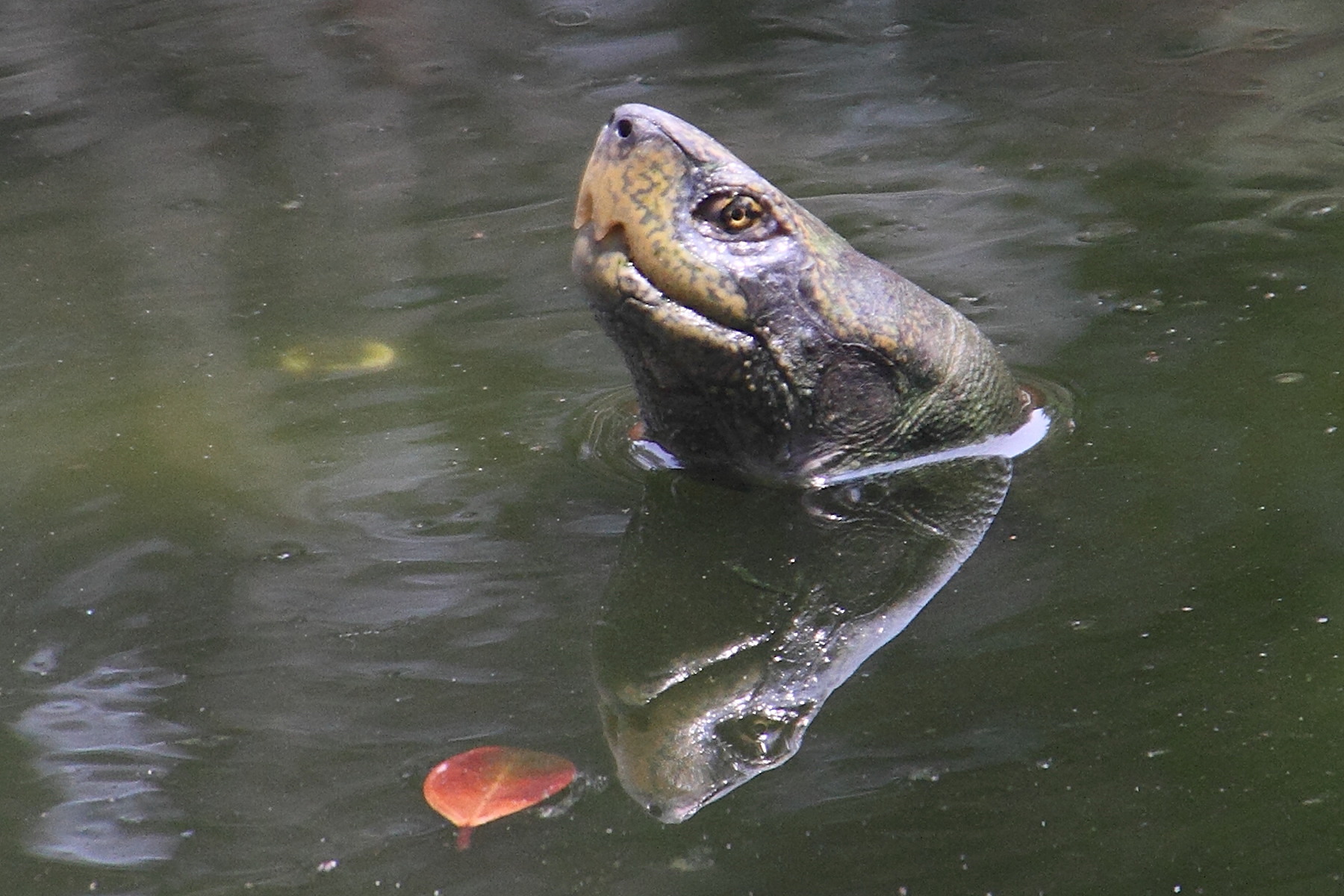 Afficher le média batagur_baska2md batagur_baska2md