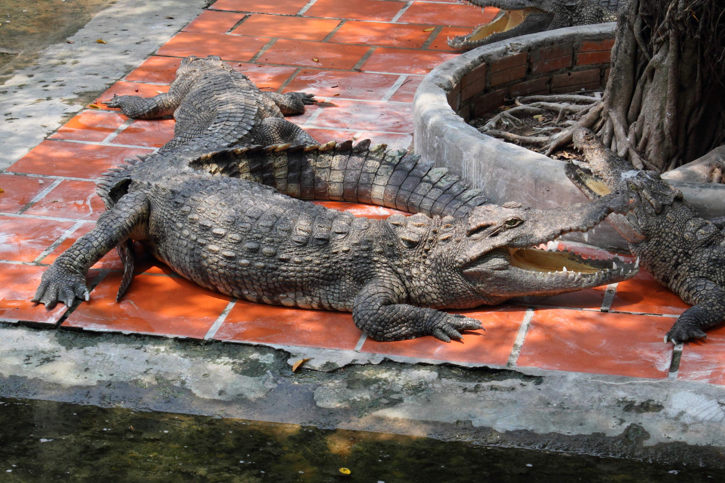 crocodylus_siamensis1md