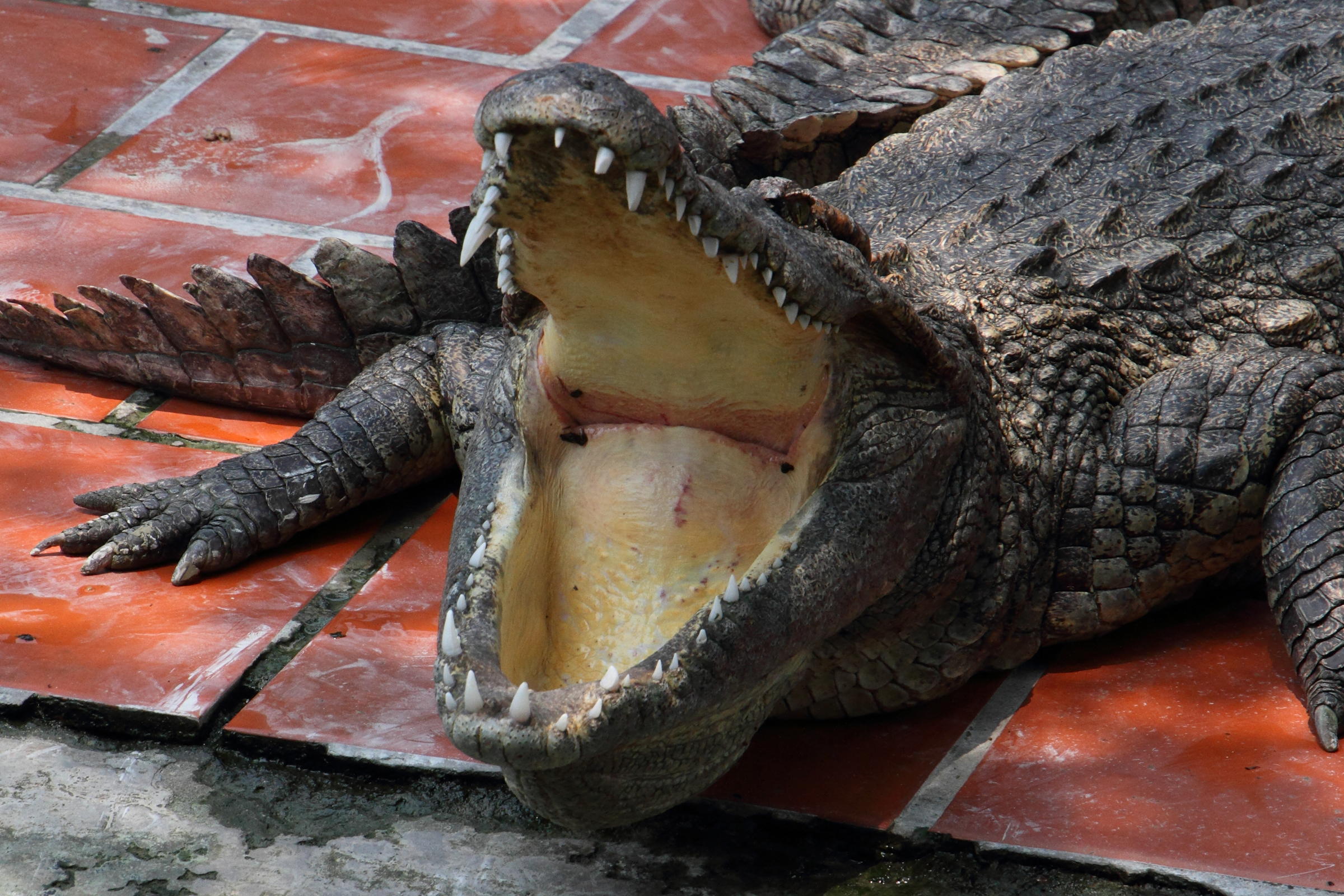 crocodylus_siamensis2md