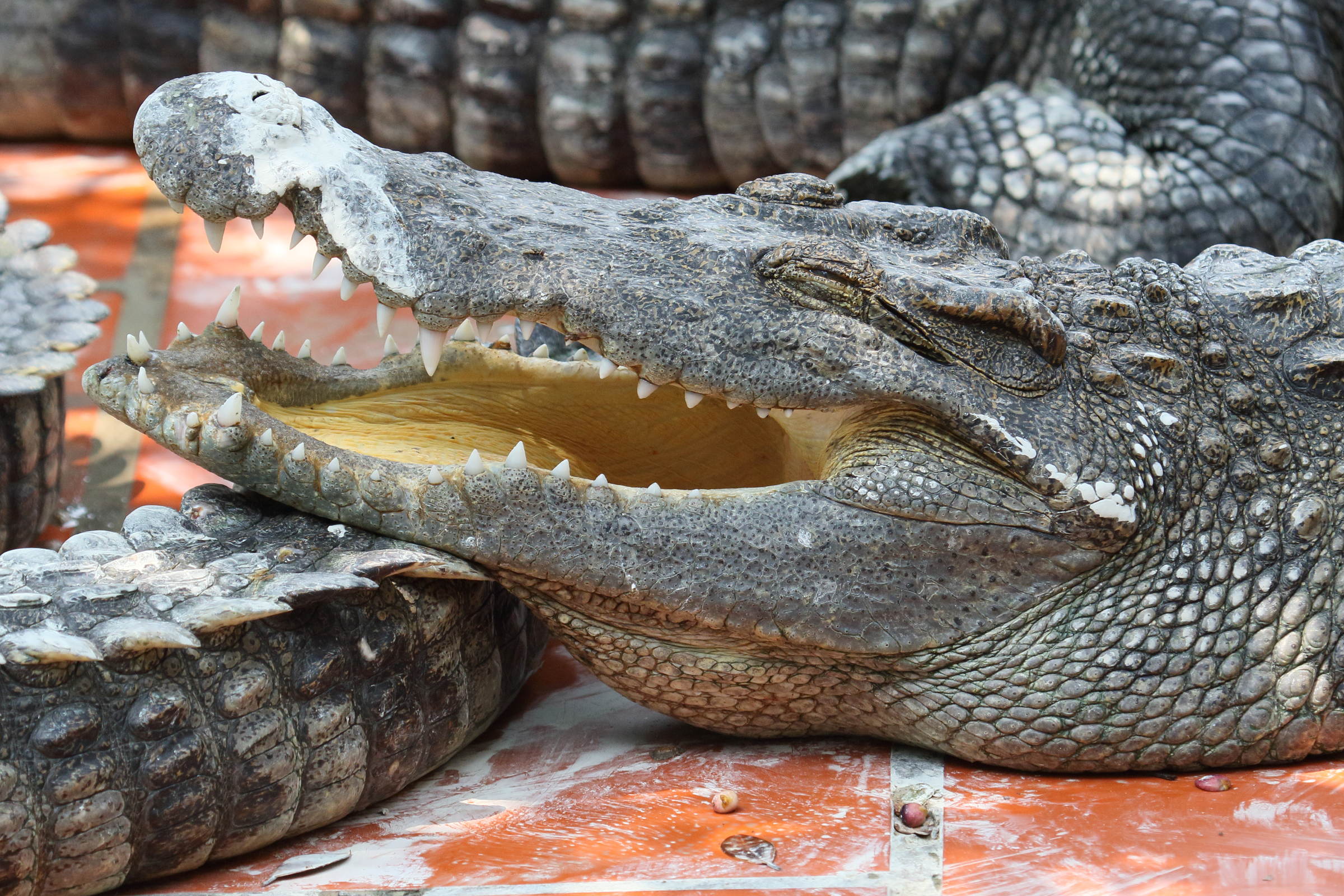 crocodylus_siamensis3bd