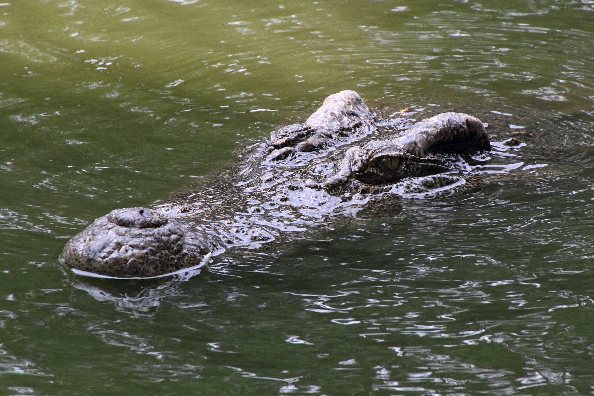 crocodylus_siamensis4md