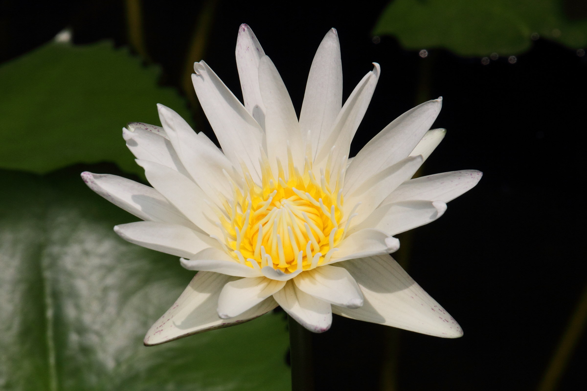 nymphaea_pubescens1md