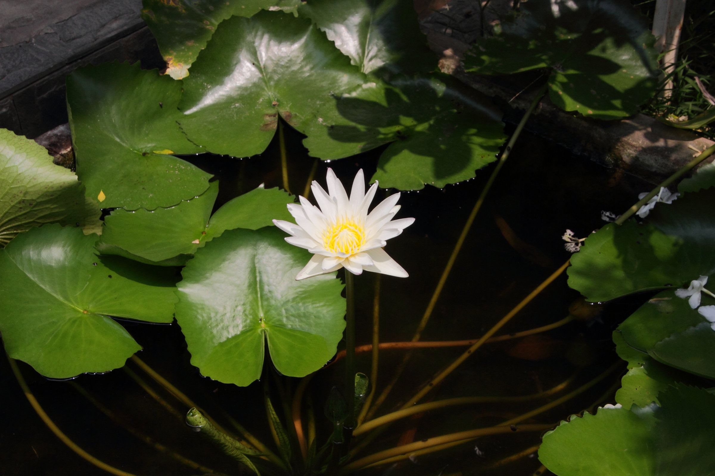 nymphaea_pubescens2md