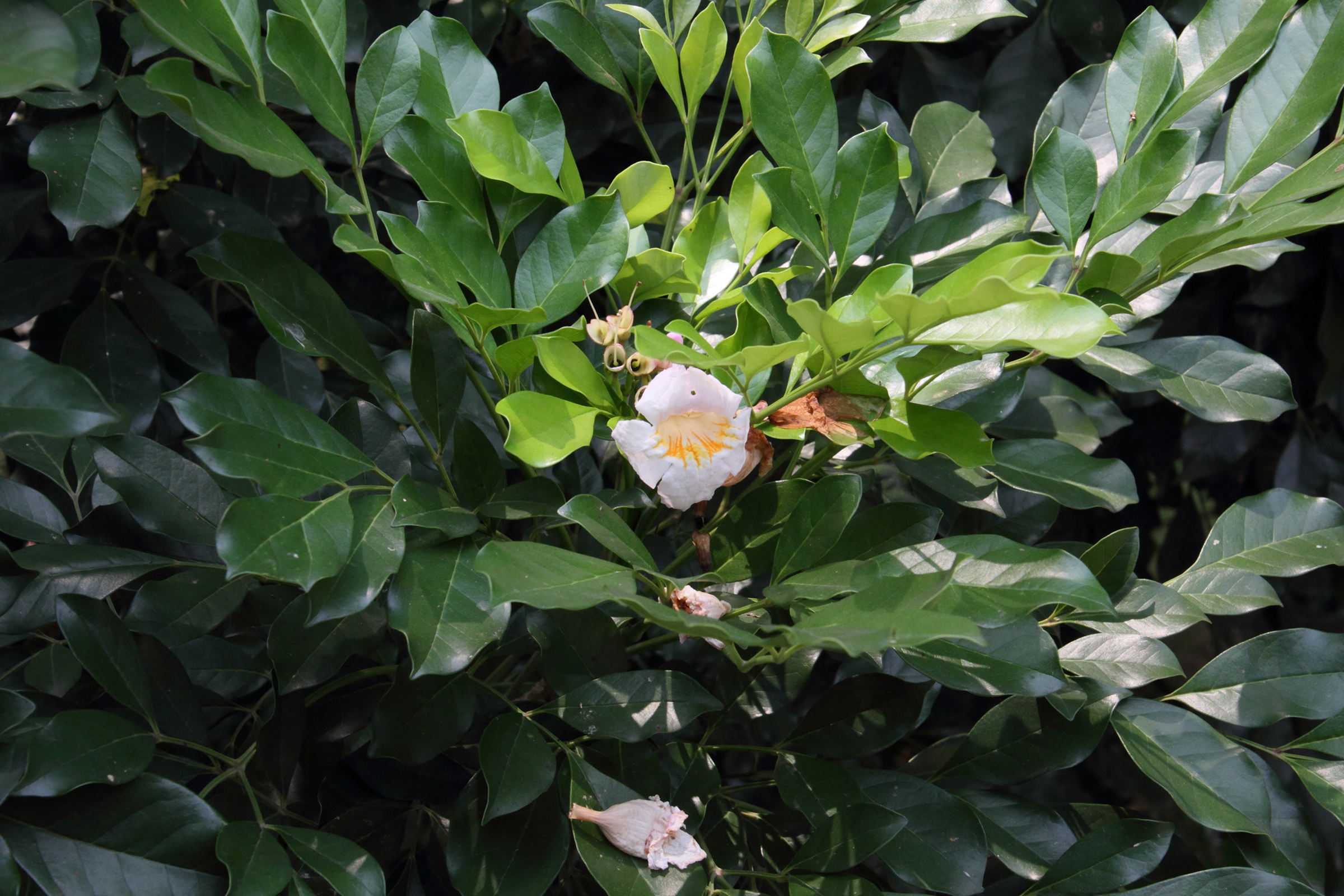 Afficher le média radermachera_sinica1md radermachera_sinica1md