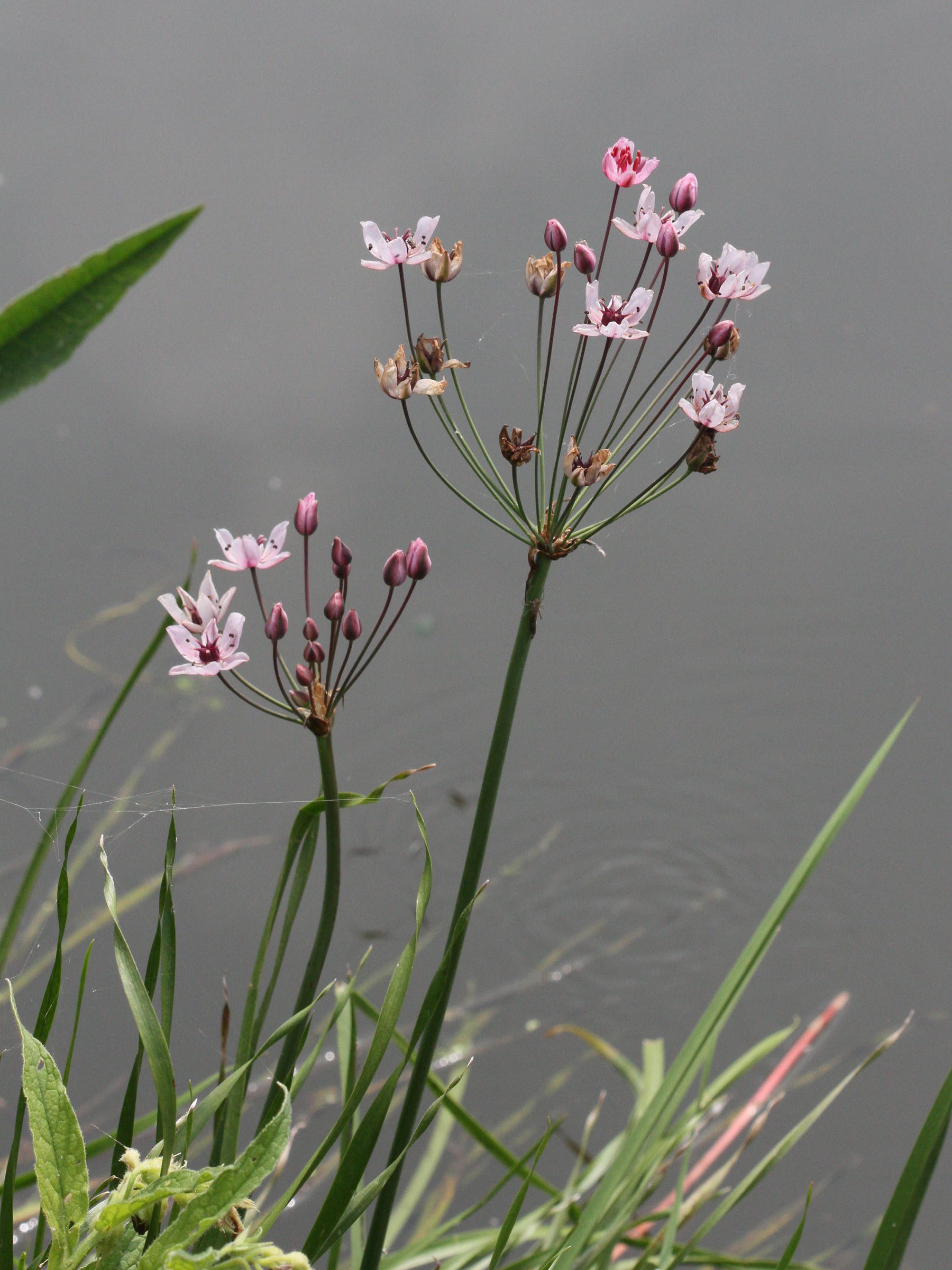 butomus_umbellatus6md