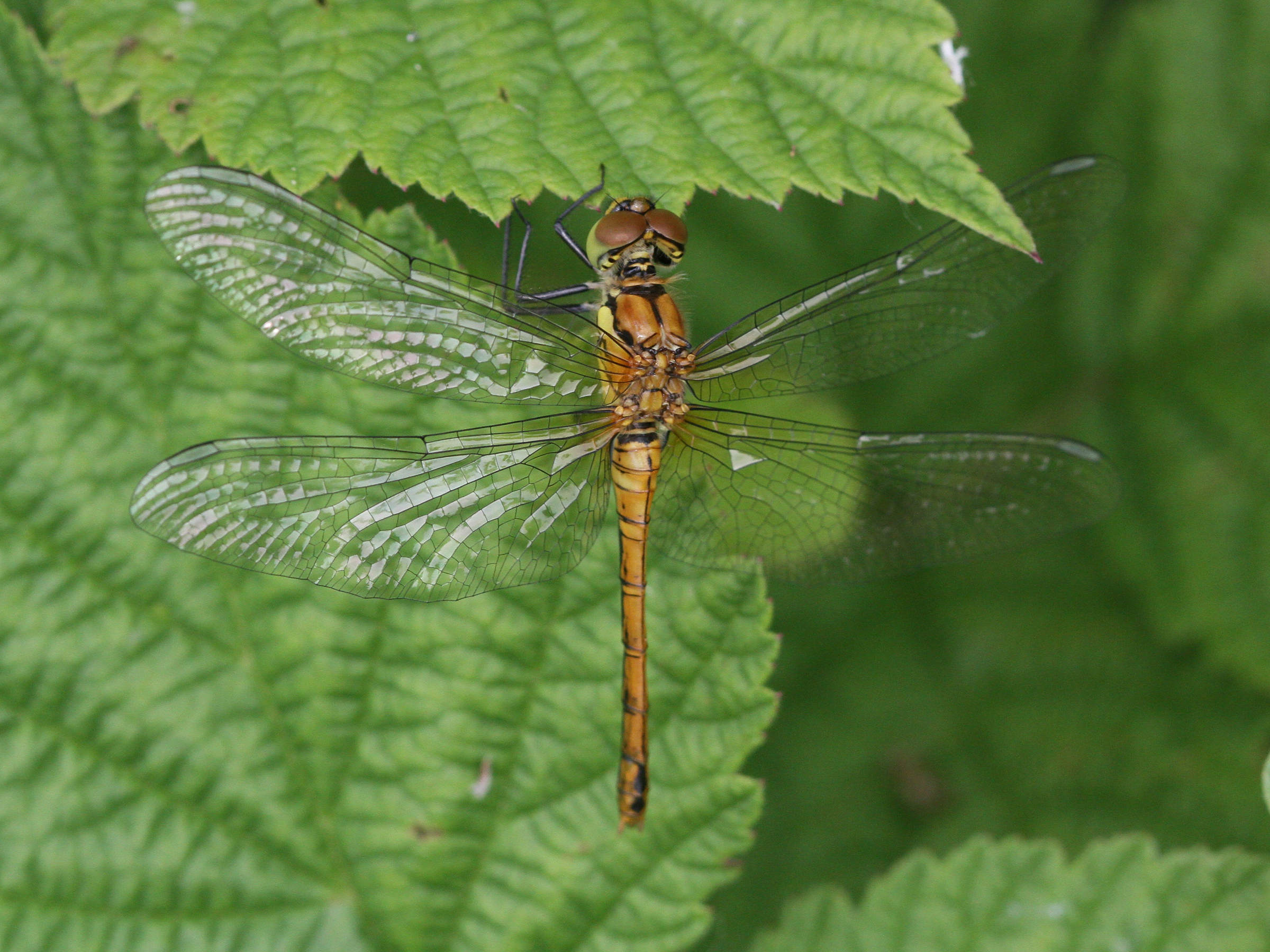 Afficher le média sympetrum_sanguineum7md sympetrum_sanguineum7md