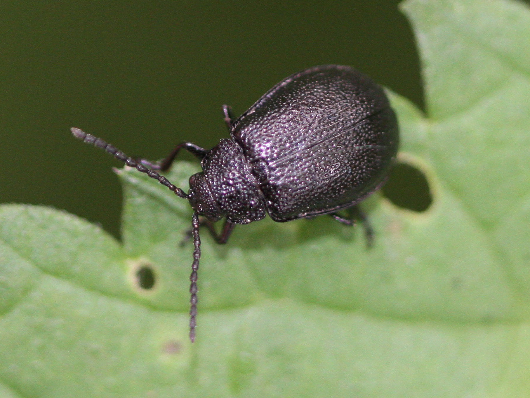 Afficher le média galeruca_tanaceti4md galeruca_tanaceti4md