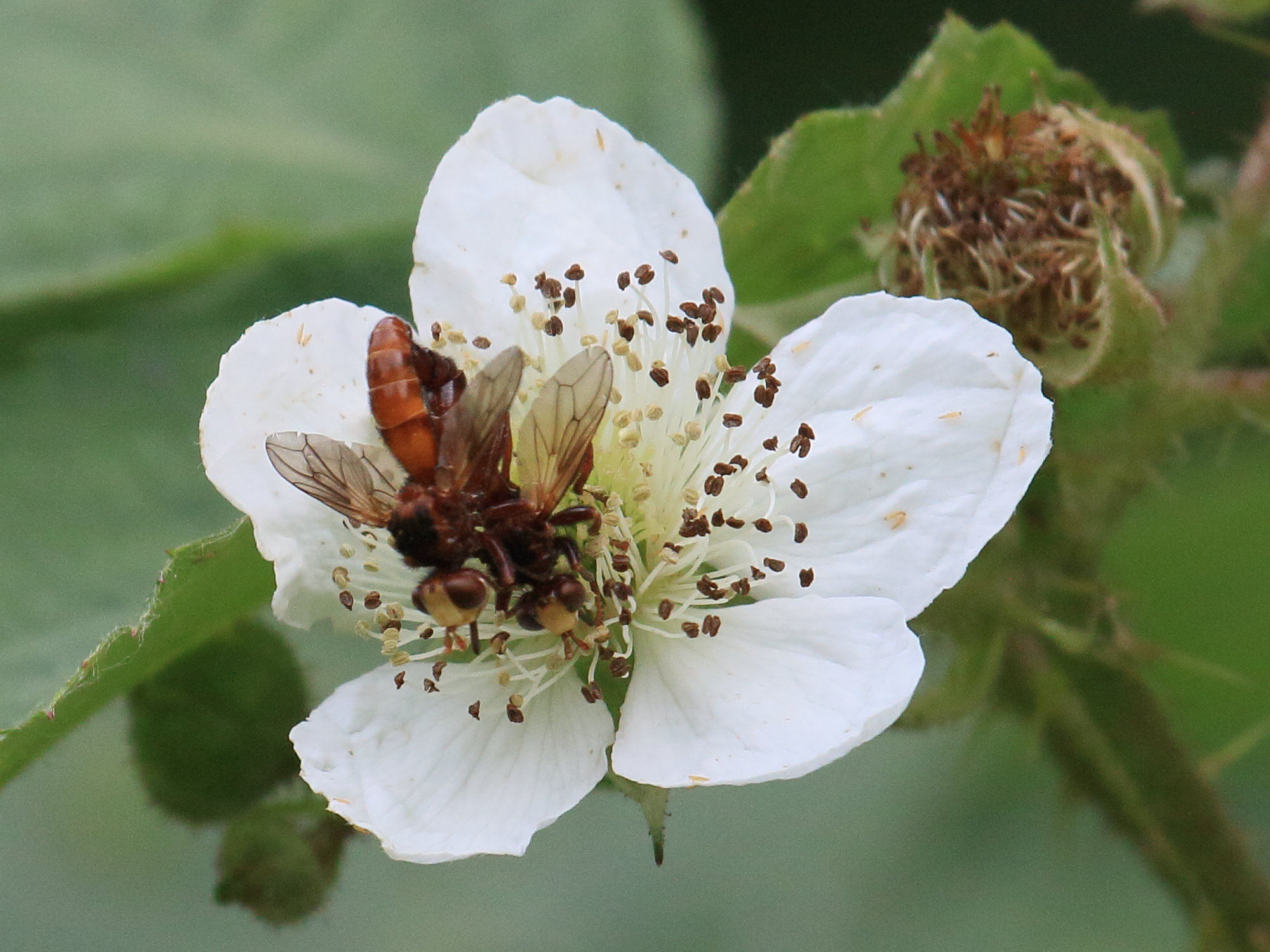 sicus_ferrugineus6bd