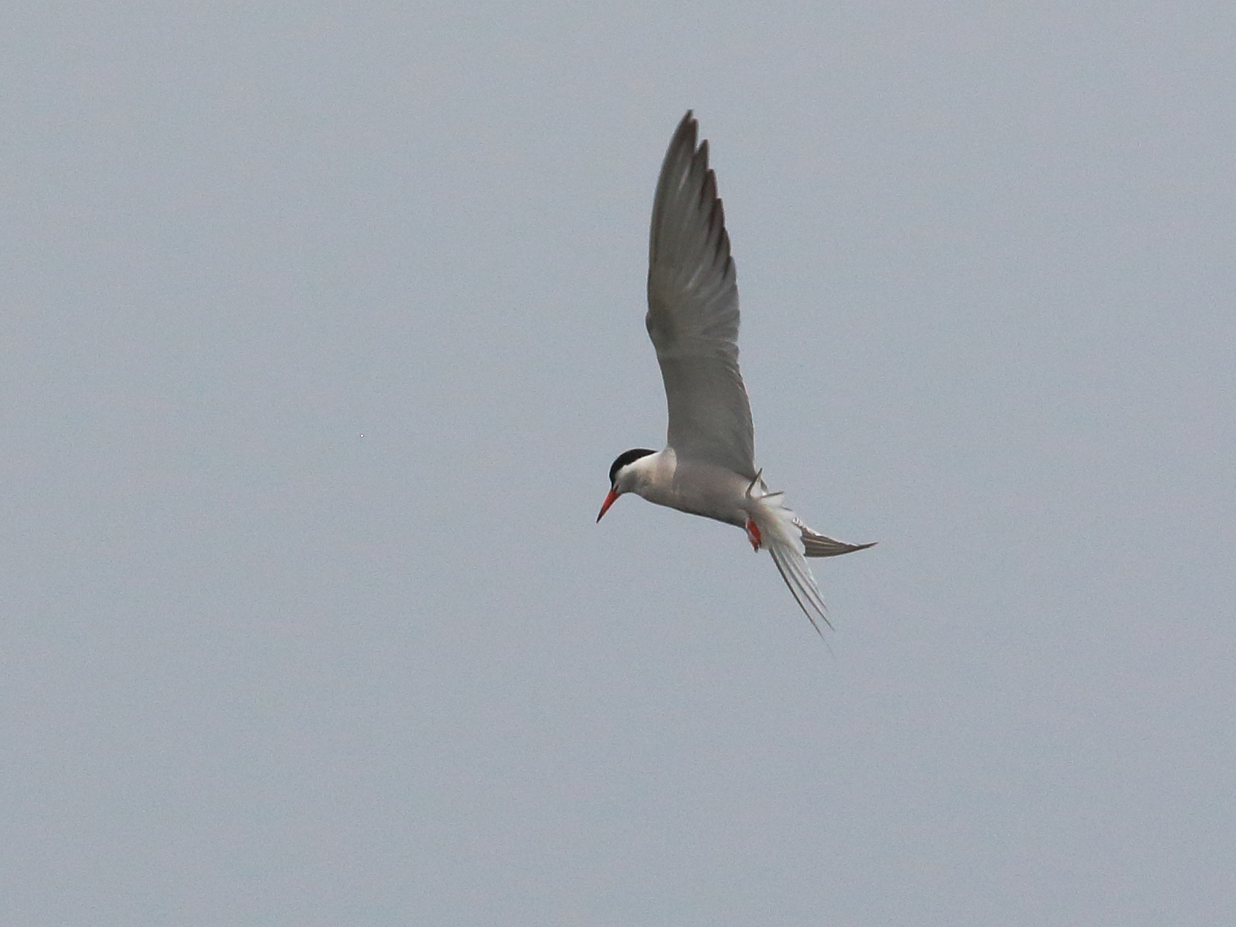 sterne_pierregarin_-_sterna_hirundo10bd