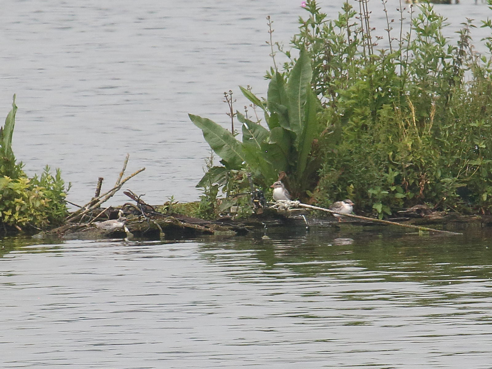 sterne_pierregarin_-_sterna_hirundo11bd