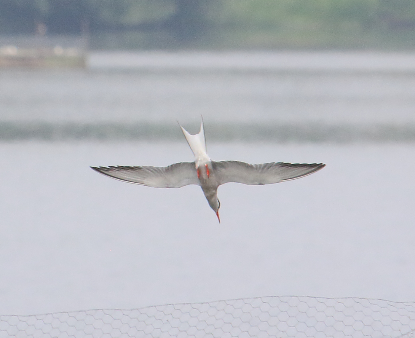 sterne_pierregarin_-_sterna_hirundo9bd