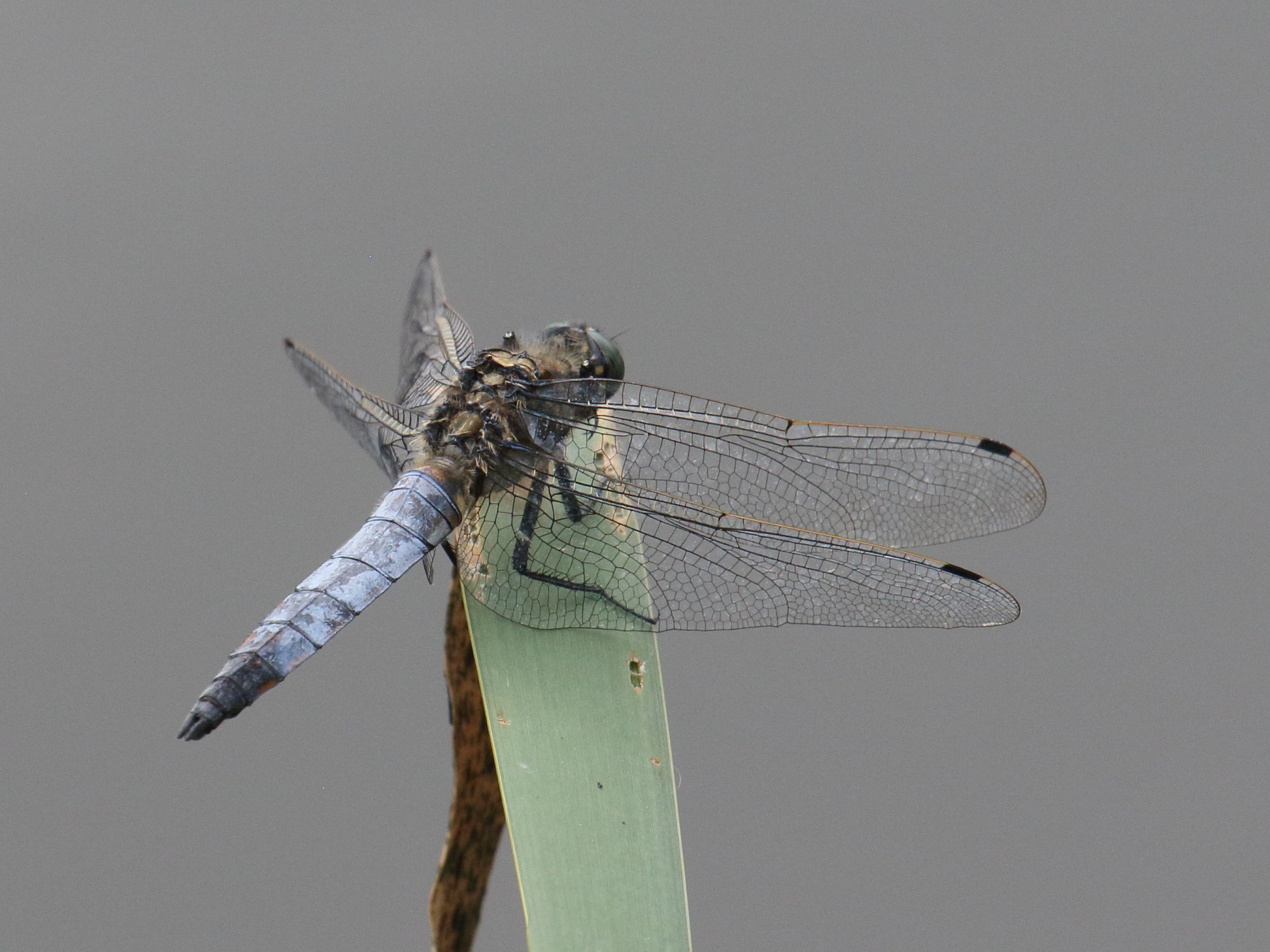 orthetrum_cancellatum8bd