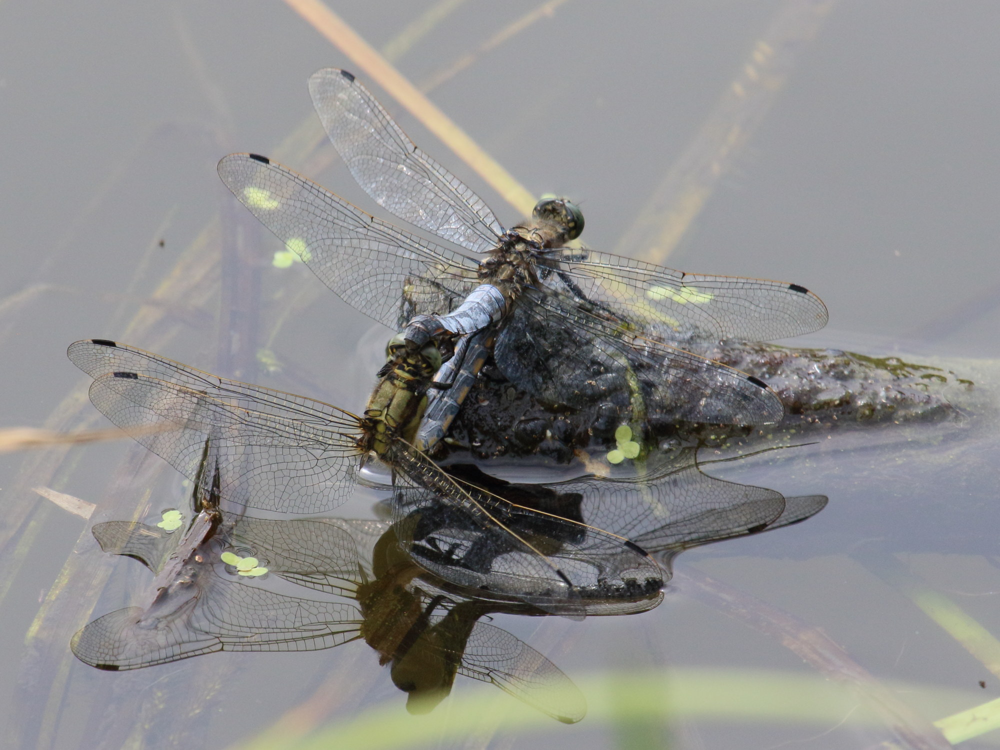 orthetrum_cancellatum9bd