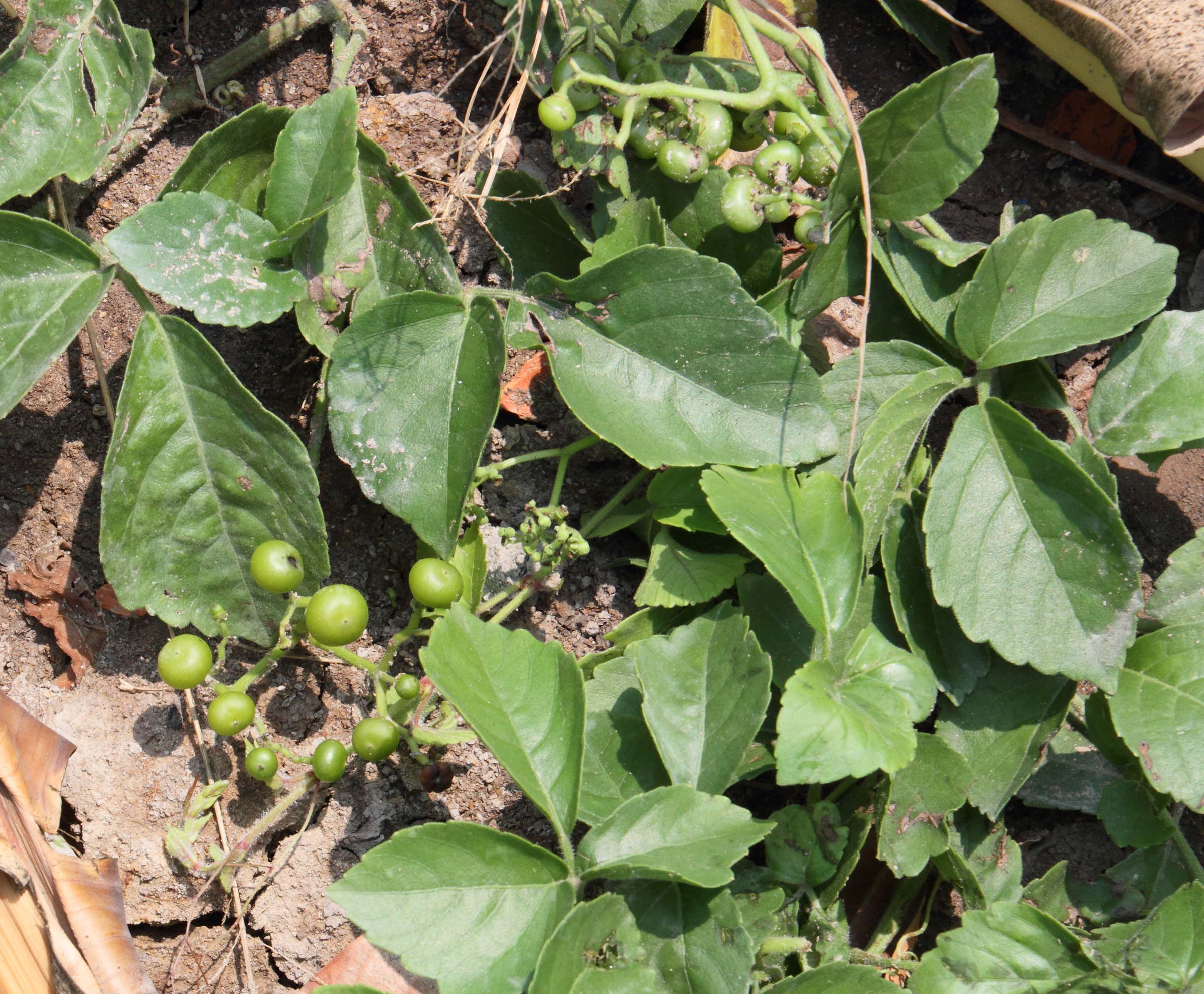 Afficher le média parthenocissus_-cuspidifera2md parthenocissus_-cuspidifera2md