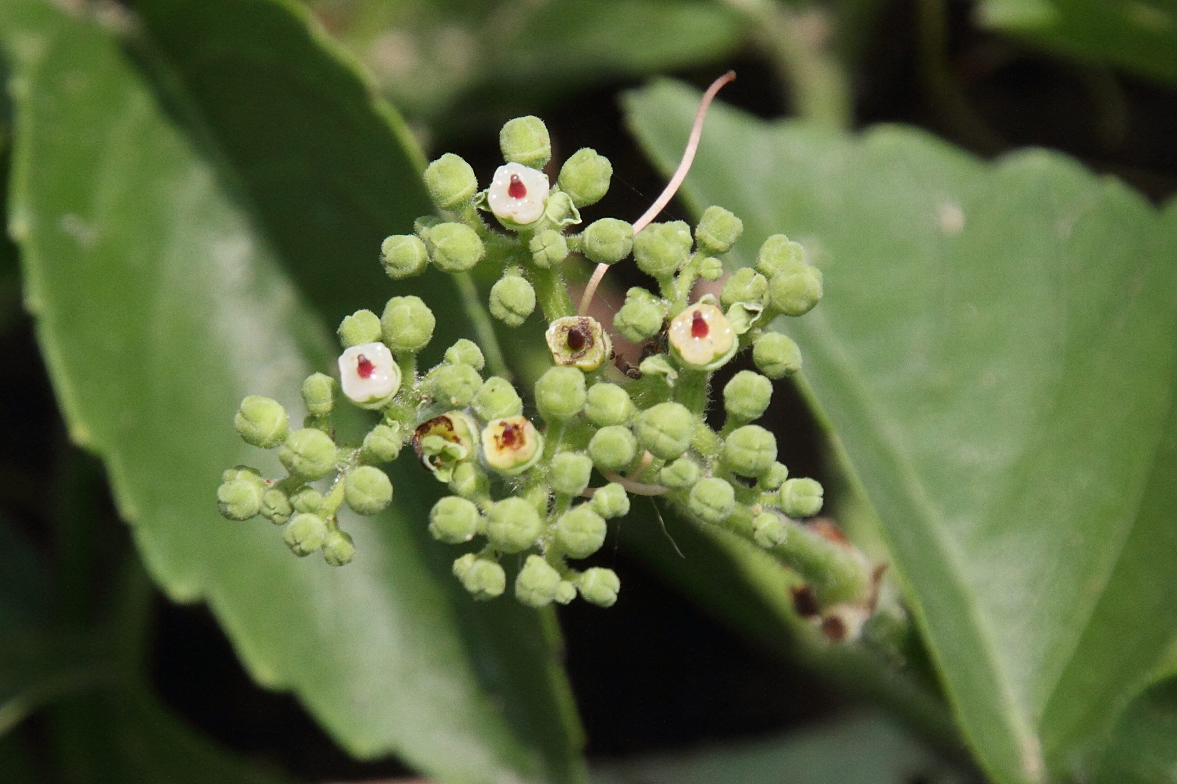 Afficher le média parthenocissus_-cuspidifera3md parthenocissus_-cuspidifera3md
