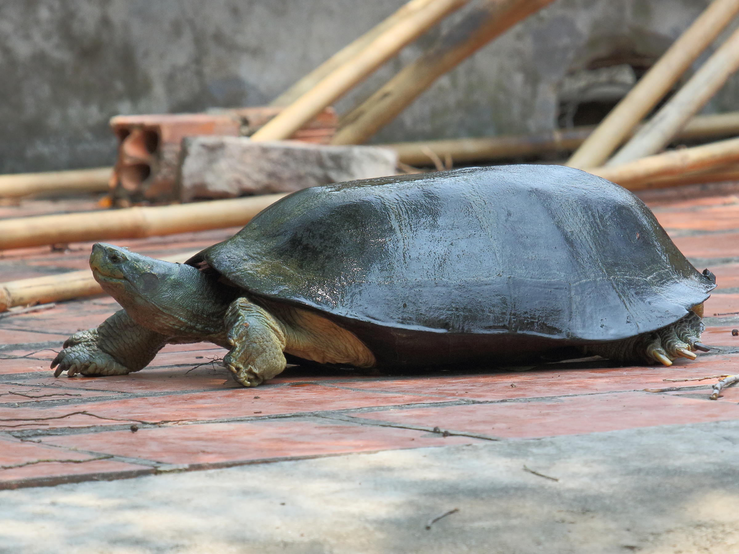 Afficher le média batagur_baska3bd batagur_baska3bd