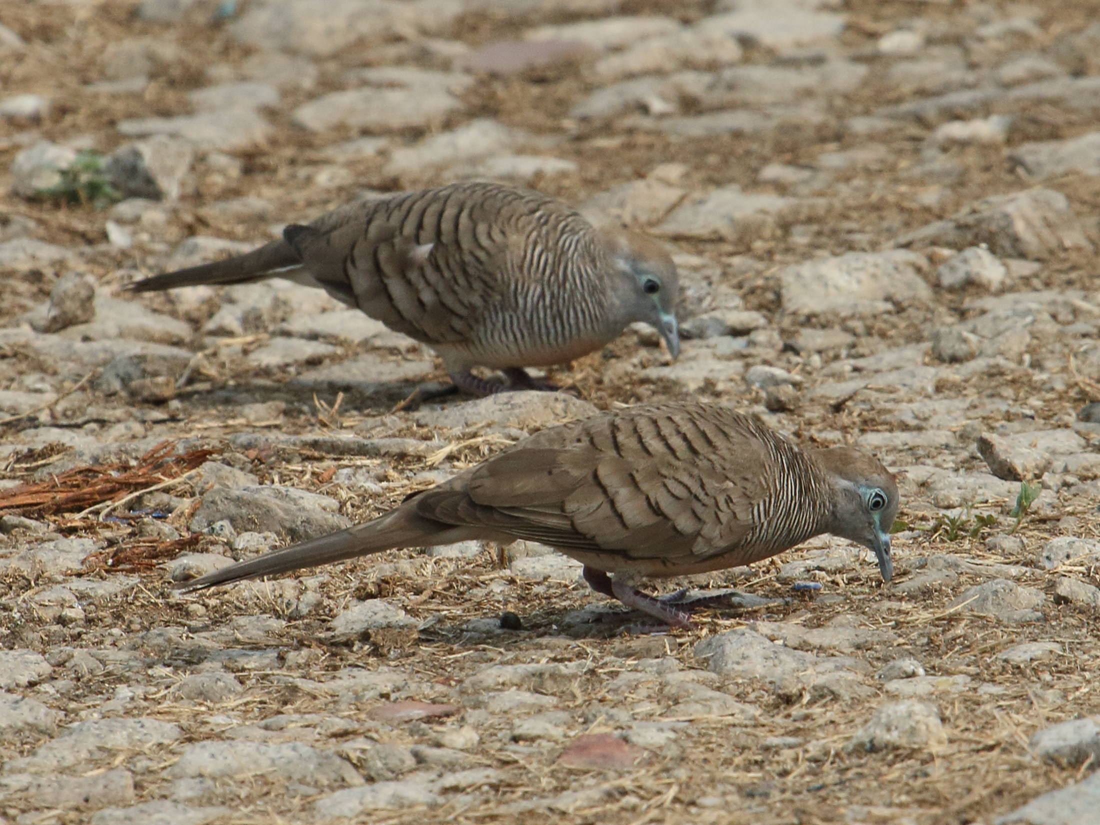 Afficher le média geopelia_striata5bd geopelia_striata5bd