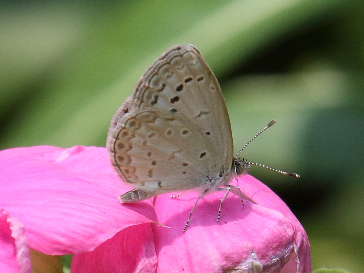 pseudozizeeria_maha2bd