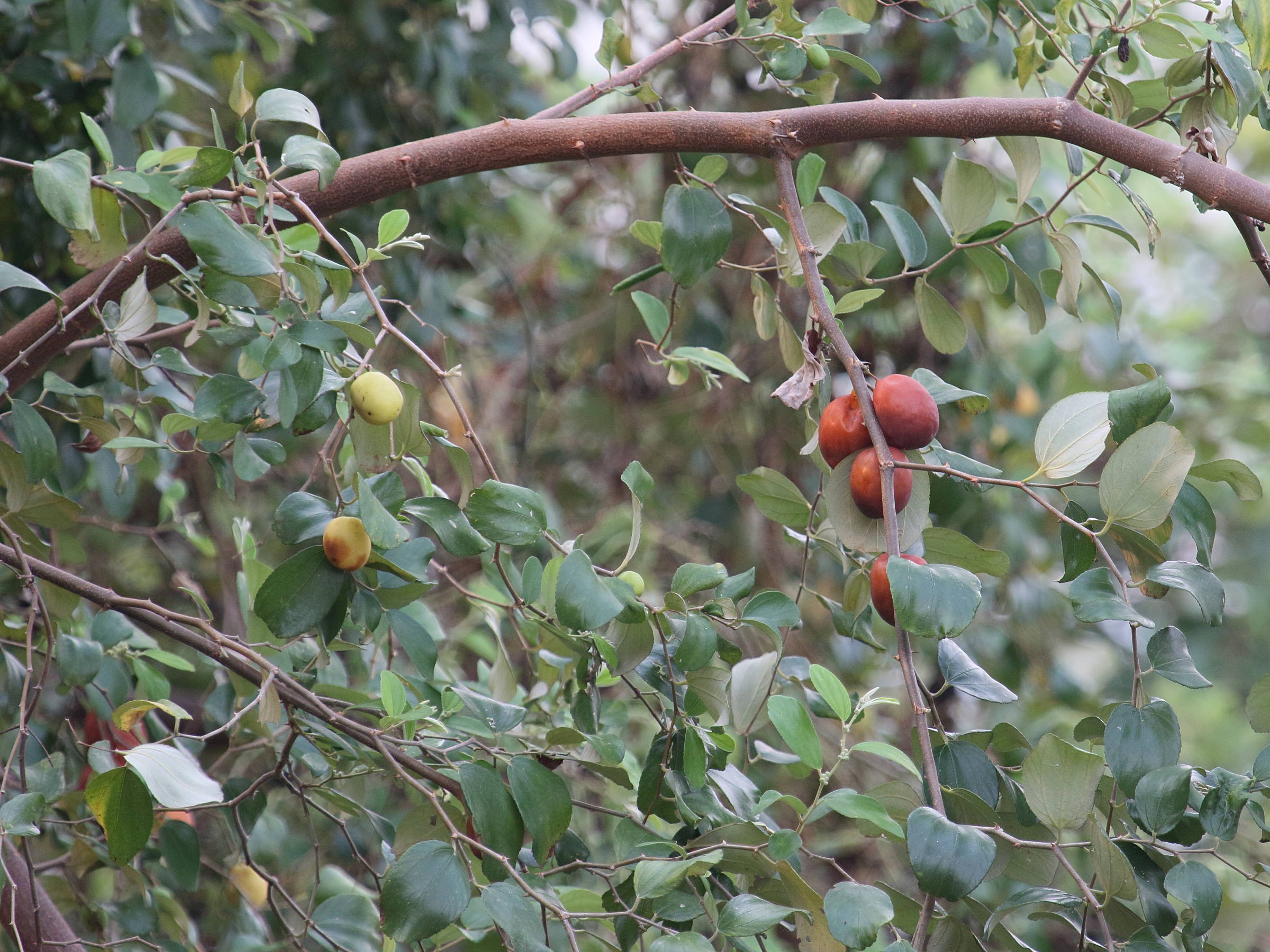 Afficher le média ziziphus_mauritiana6bd ziziphus_mauritiana6bd