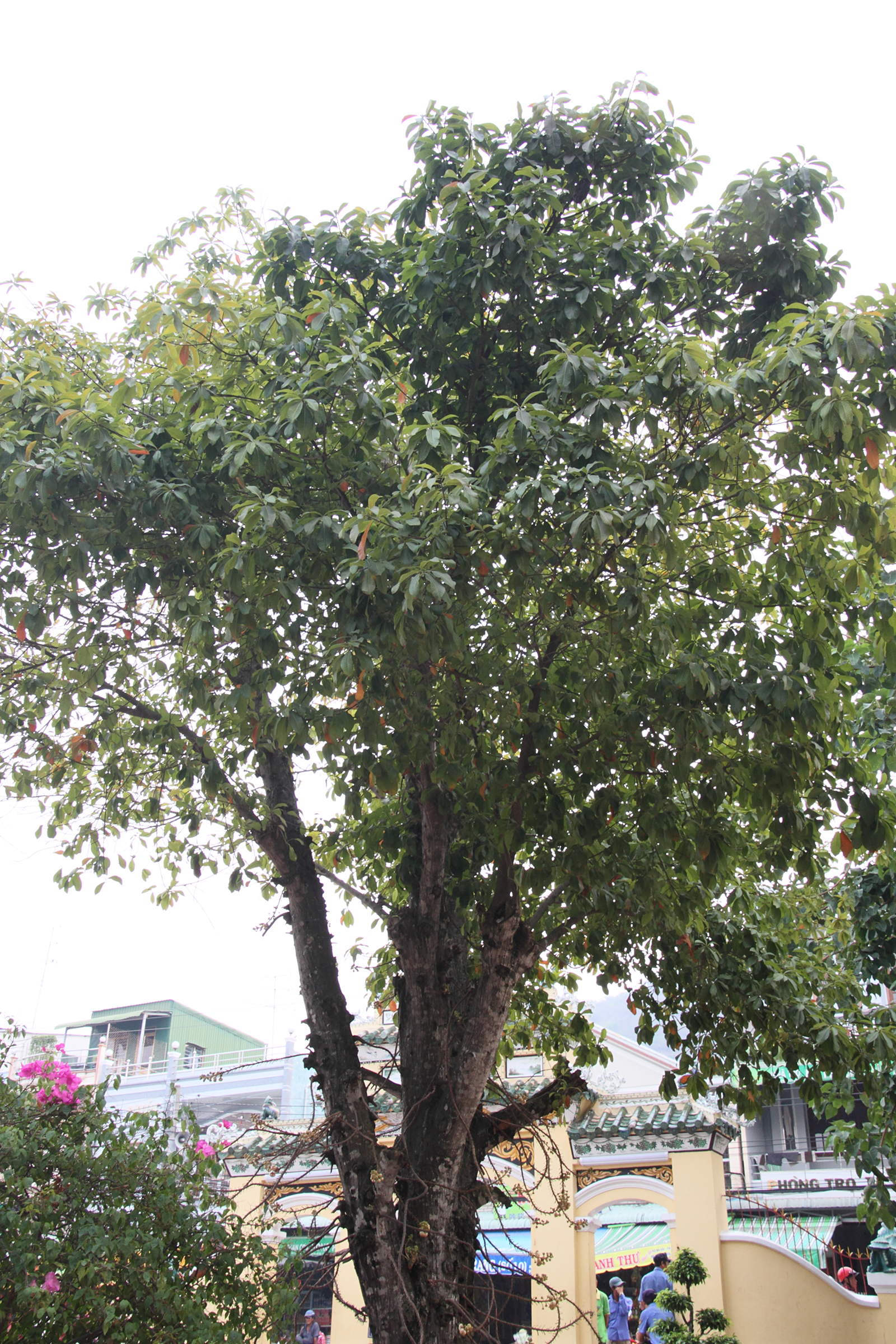 Afficher le média couroupita_guianensis1md couroupita_guianensis1md