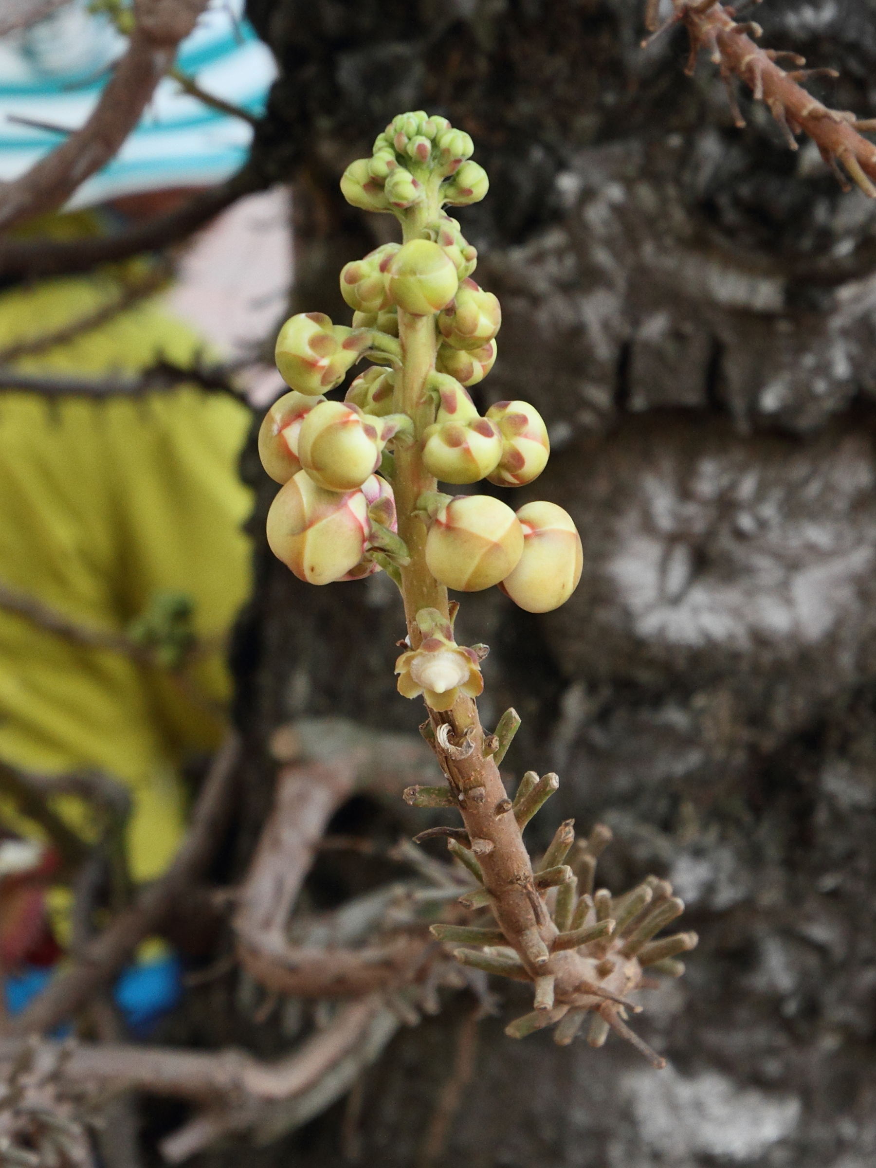 Afficher le média couroupita_guianensis2md couroupita_guianensis2md