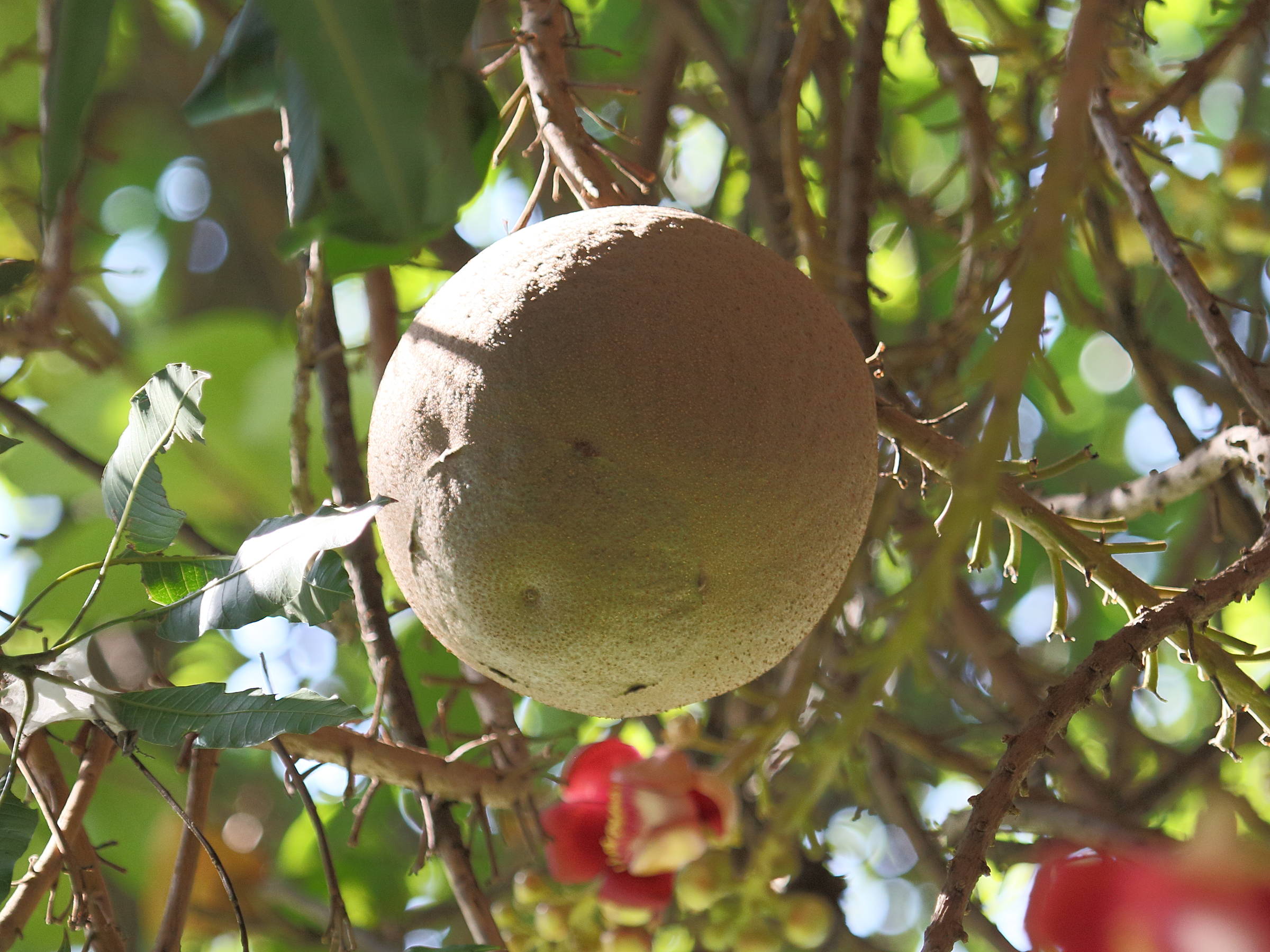 Afficher le média couroupita_guianensis3bd couroupita_guianensis3bd