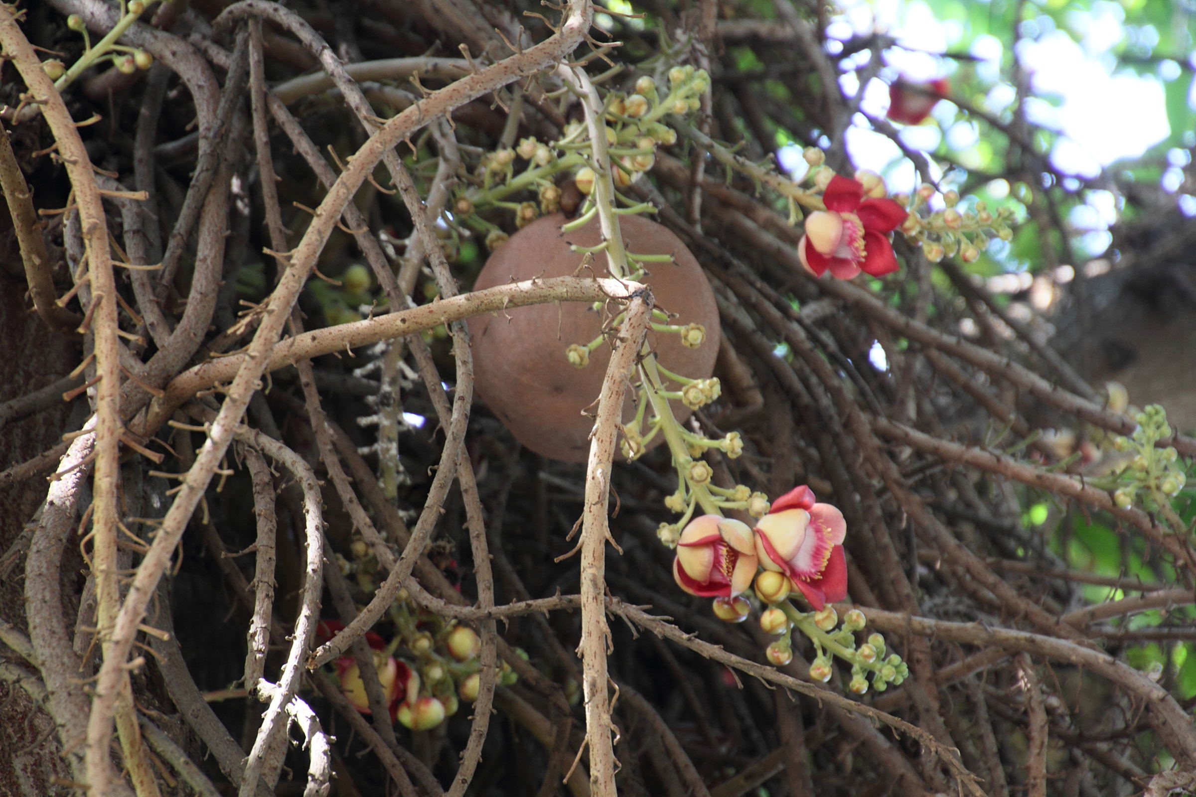 Afficher le média couroupita_guianensis4md couroupita_guianensis4md