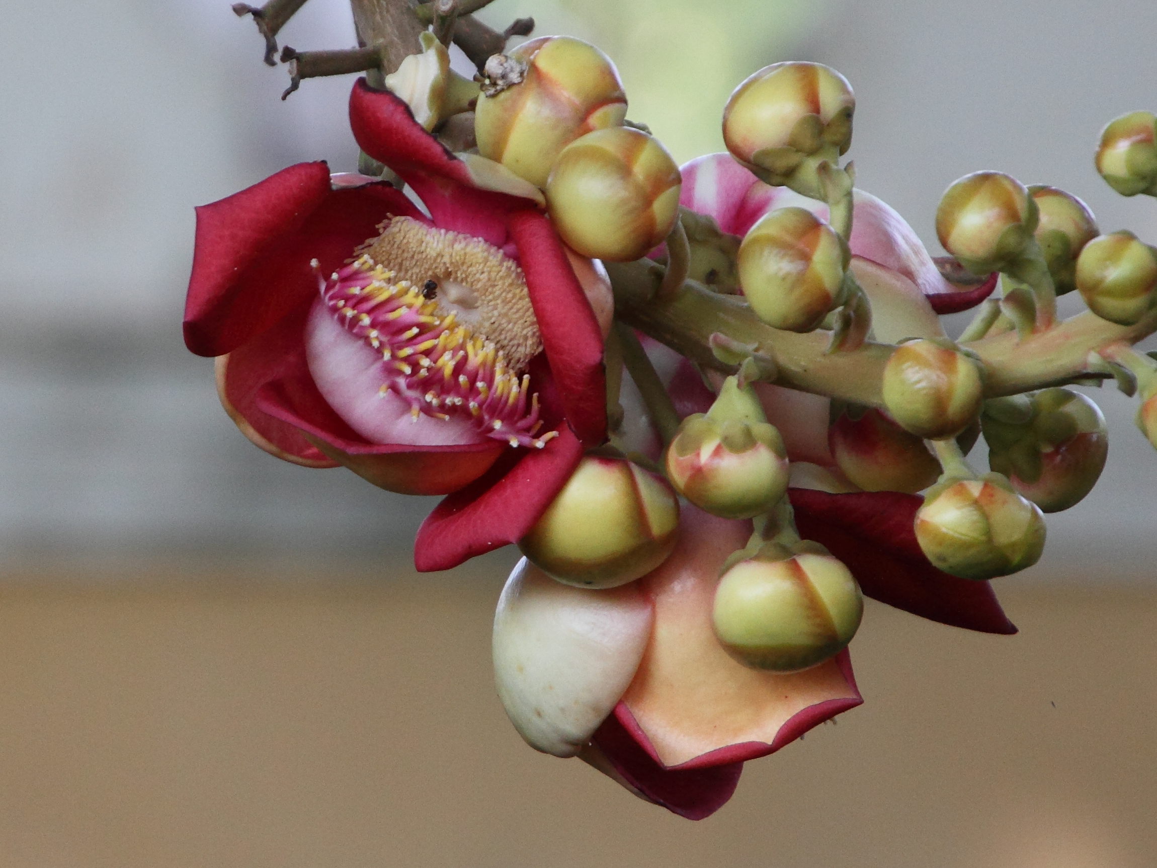 Afficher le média couroupita_guianensis5md couroupita_guianensis5md