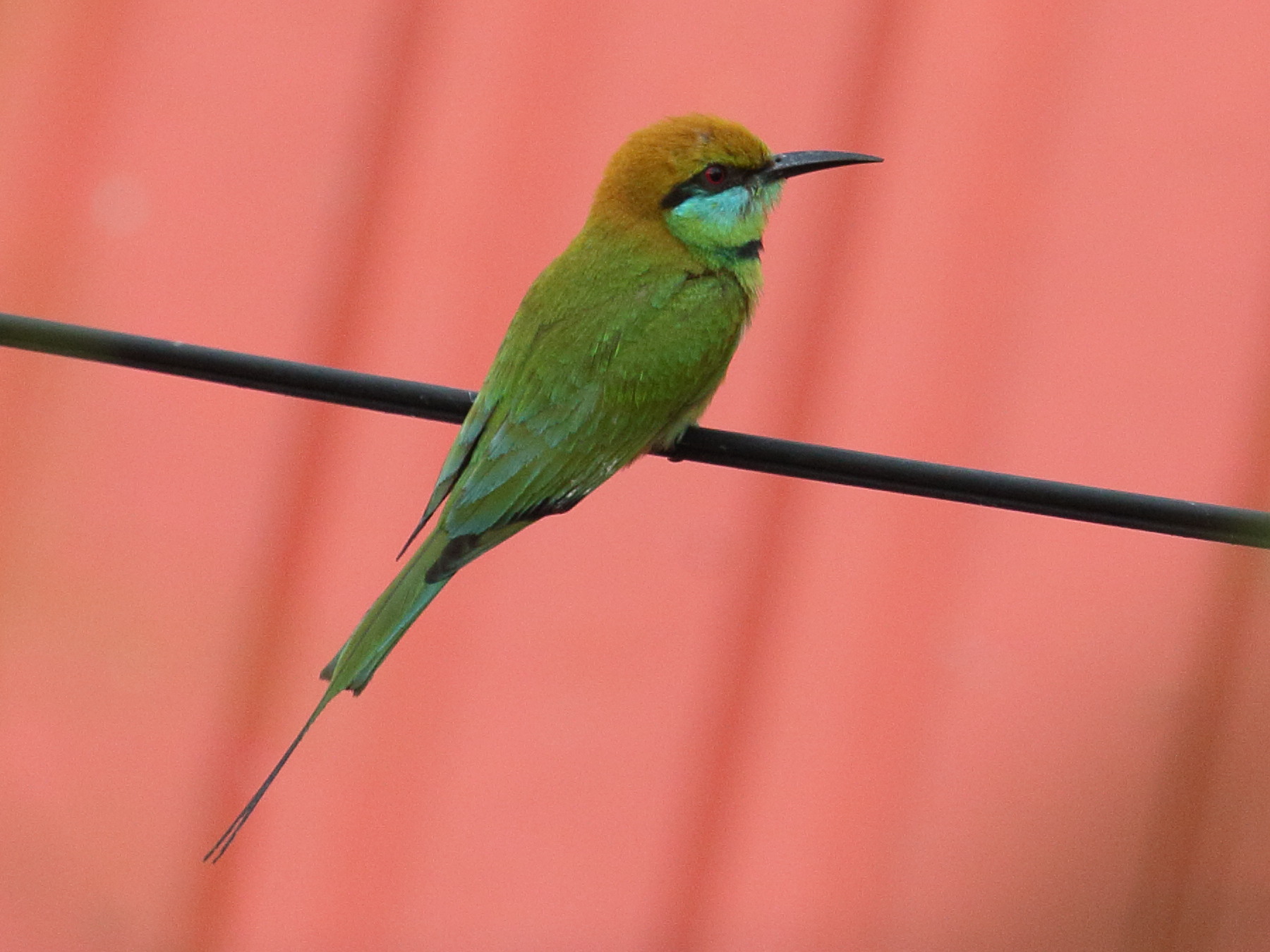 merops_orientalis_ferrugeiceps1bd