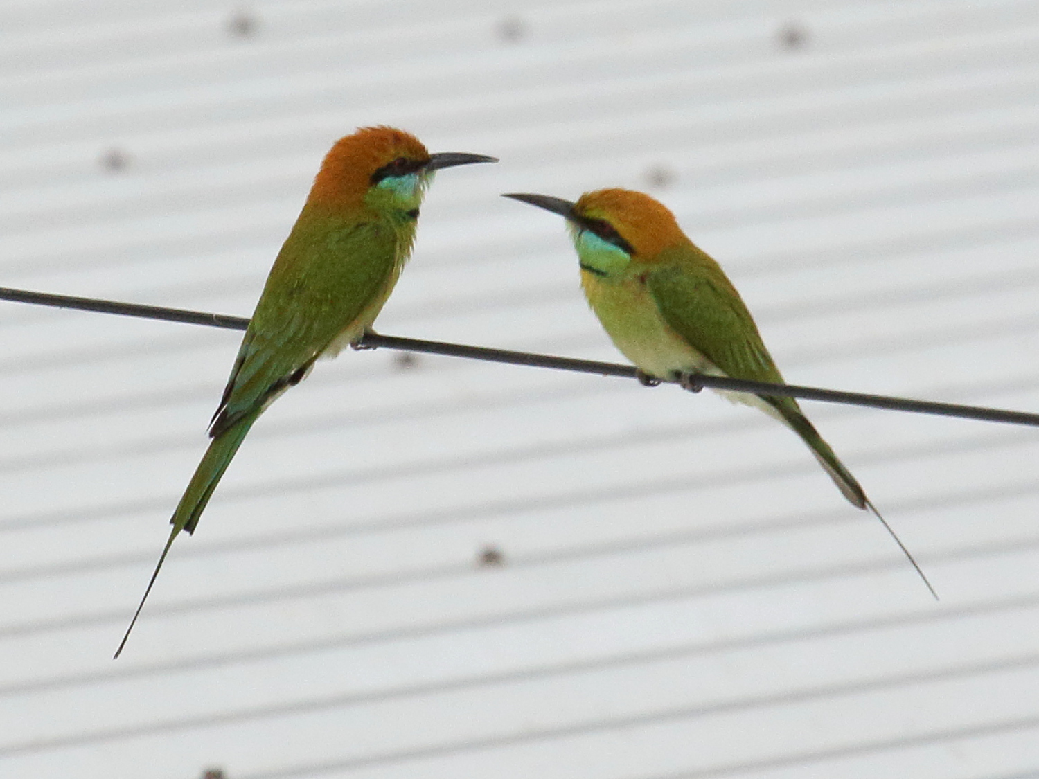 merops_orientalis_ferrugeiceps2bd