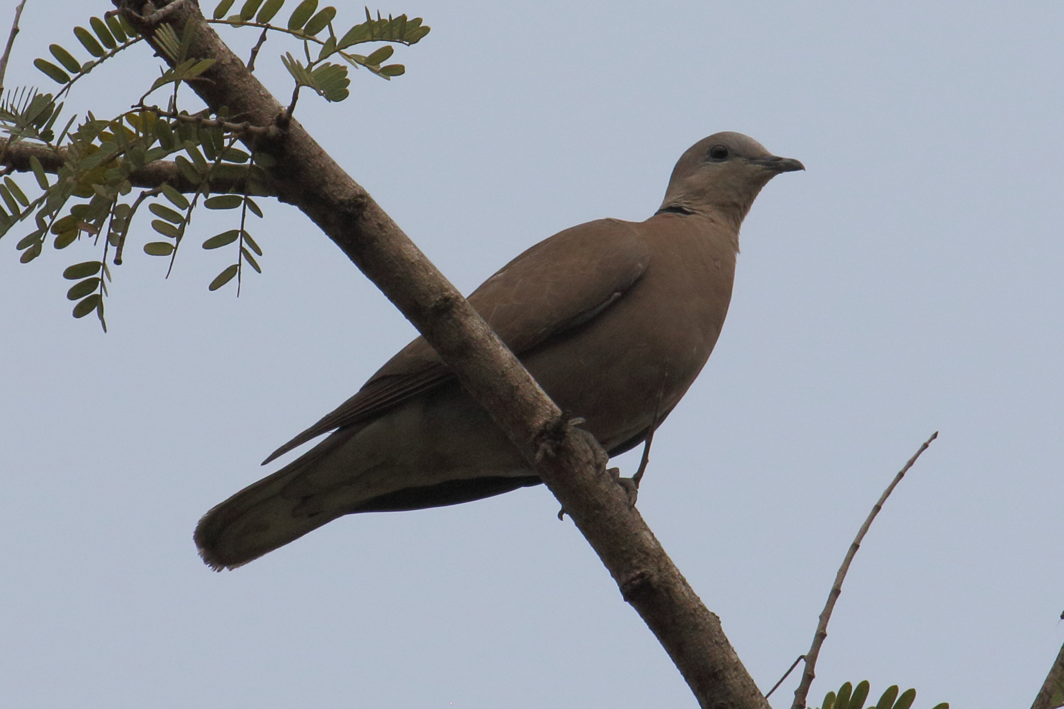 streptopelia_tranquebarica1bd