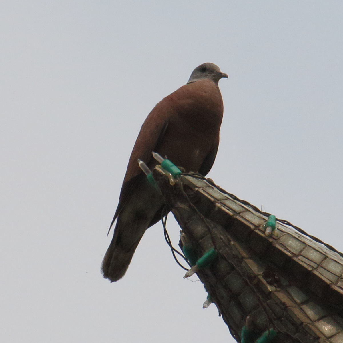 streptopelia_tranquebarica2bd