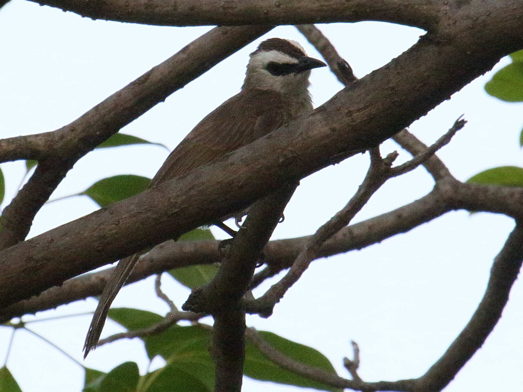 bulbul_goiavier_-_pycnonotus_goiavier1bd