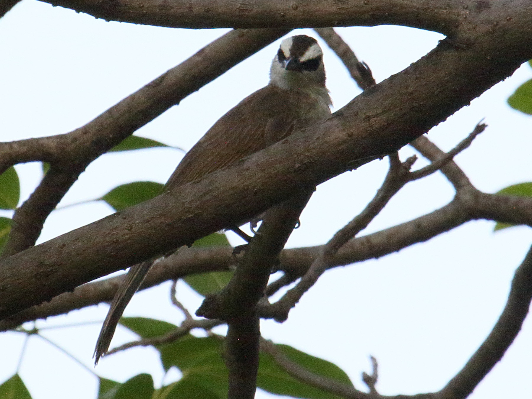 bulbul_goiavier_-_pycnonotus_goiavier2bd