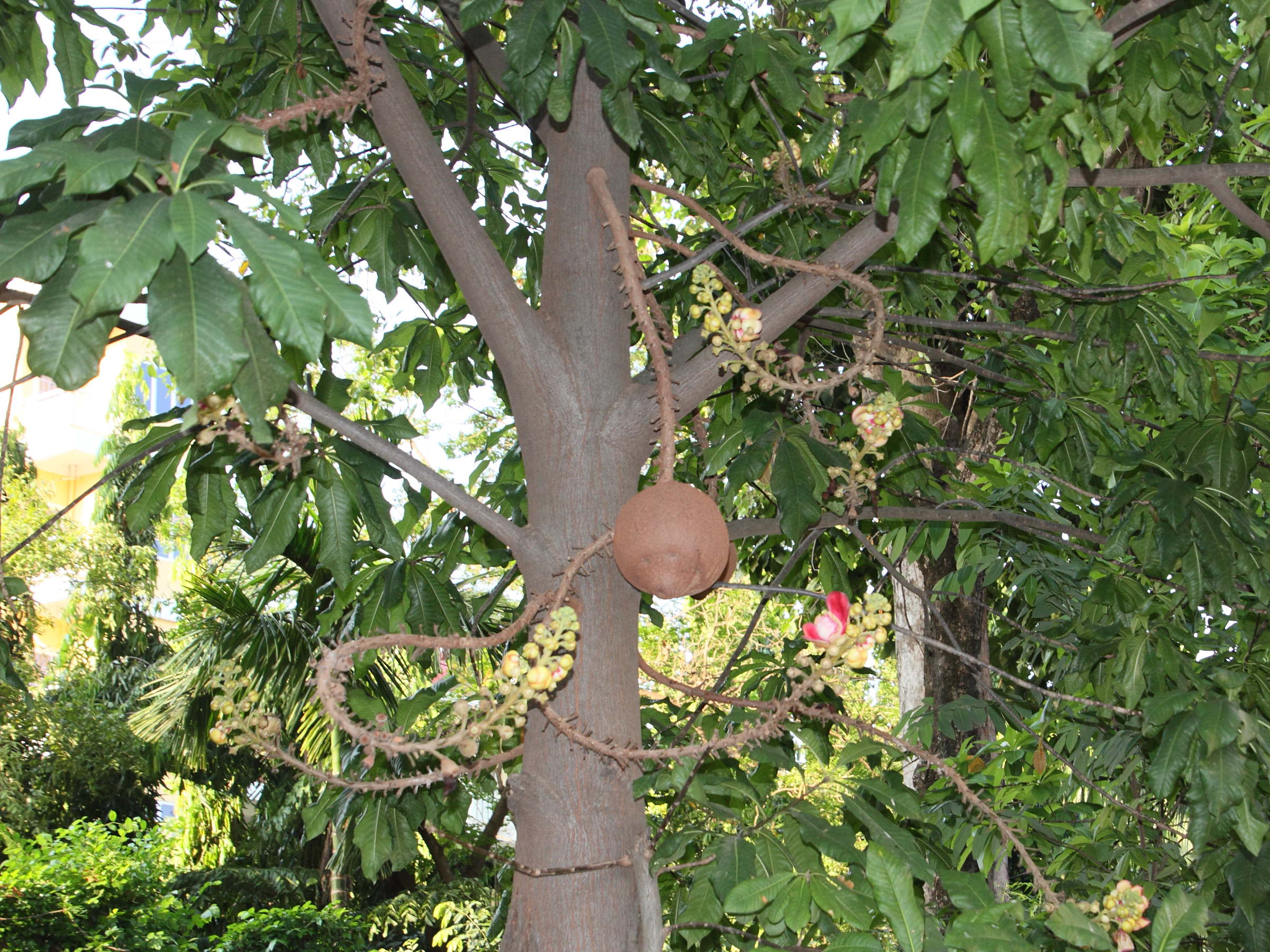 Afficher le média couroupita_guianensis6md couroupita_guianensis6md