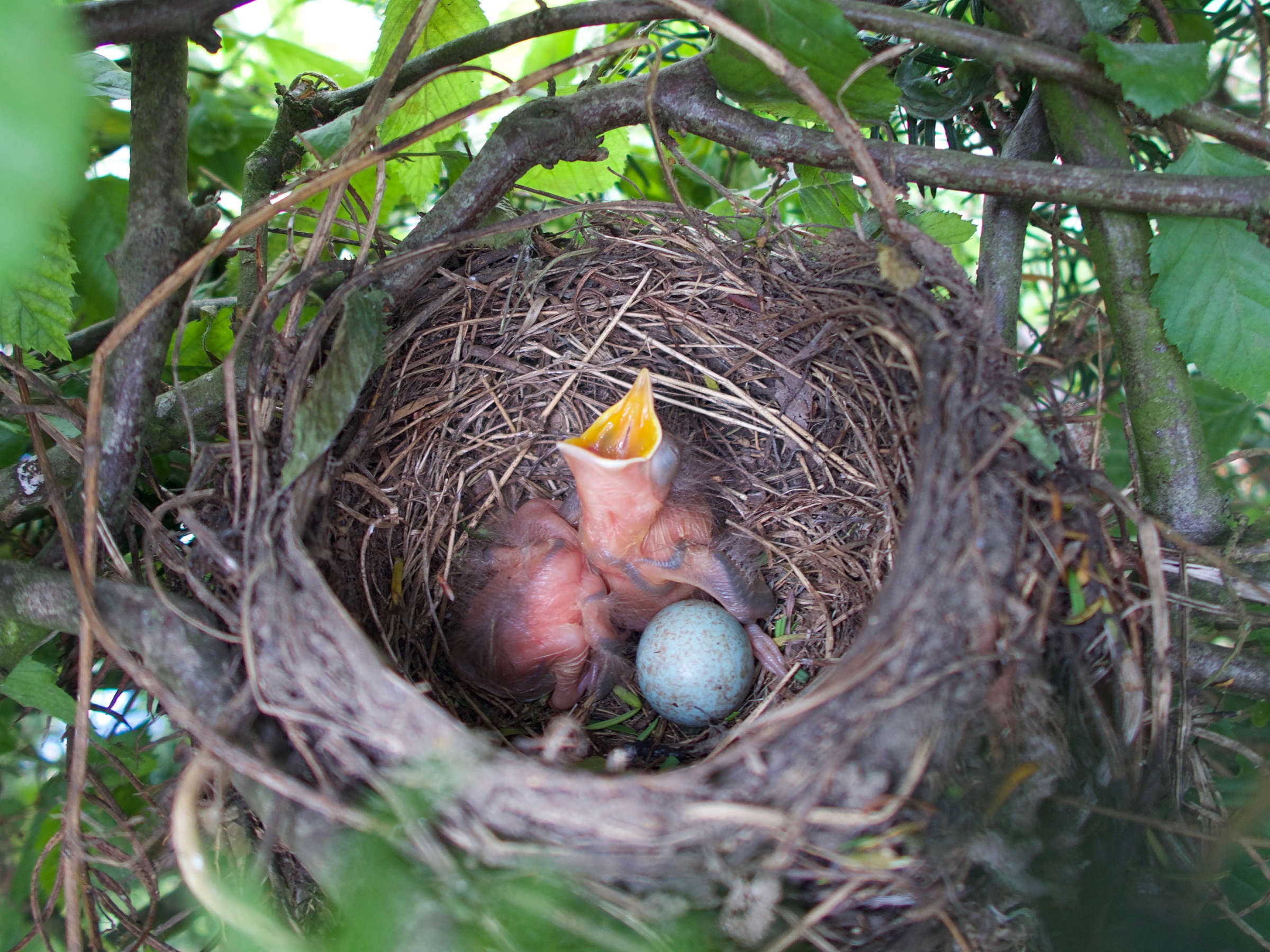 merle_noir_-_turdus_merula_nid4bd