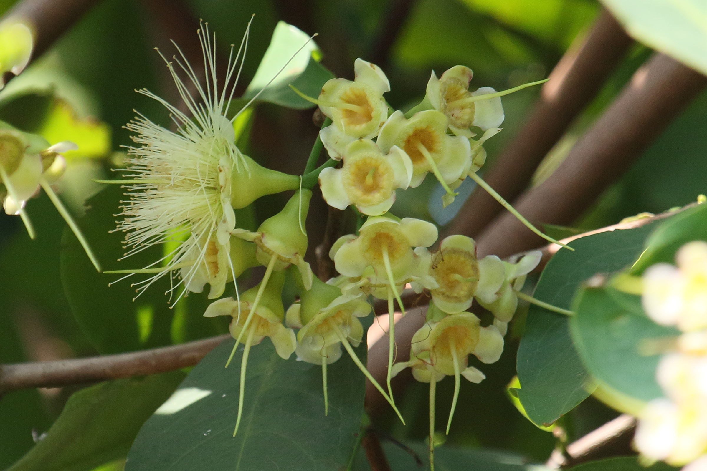 syzygium_samarangense8bd