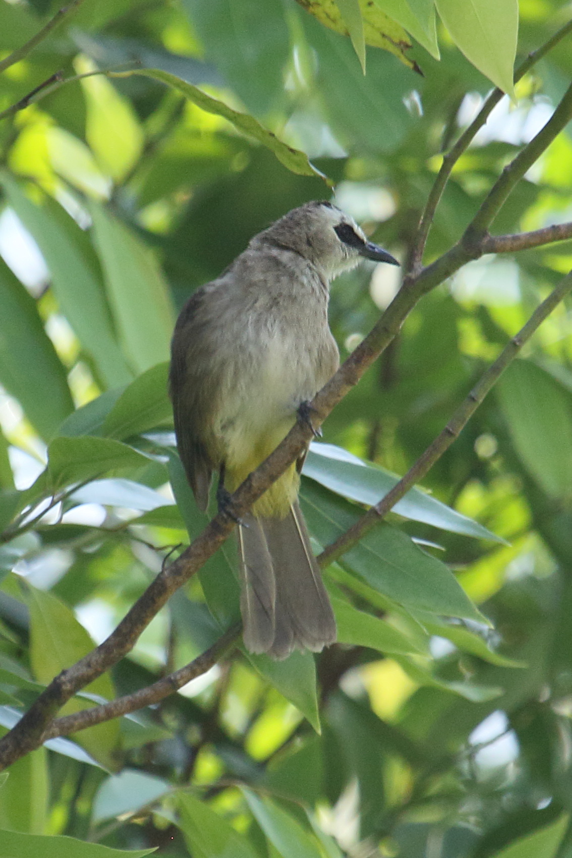 bulbul_goiavier_-_pycnonnotus_goiavier3bd