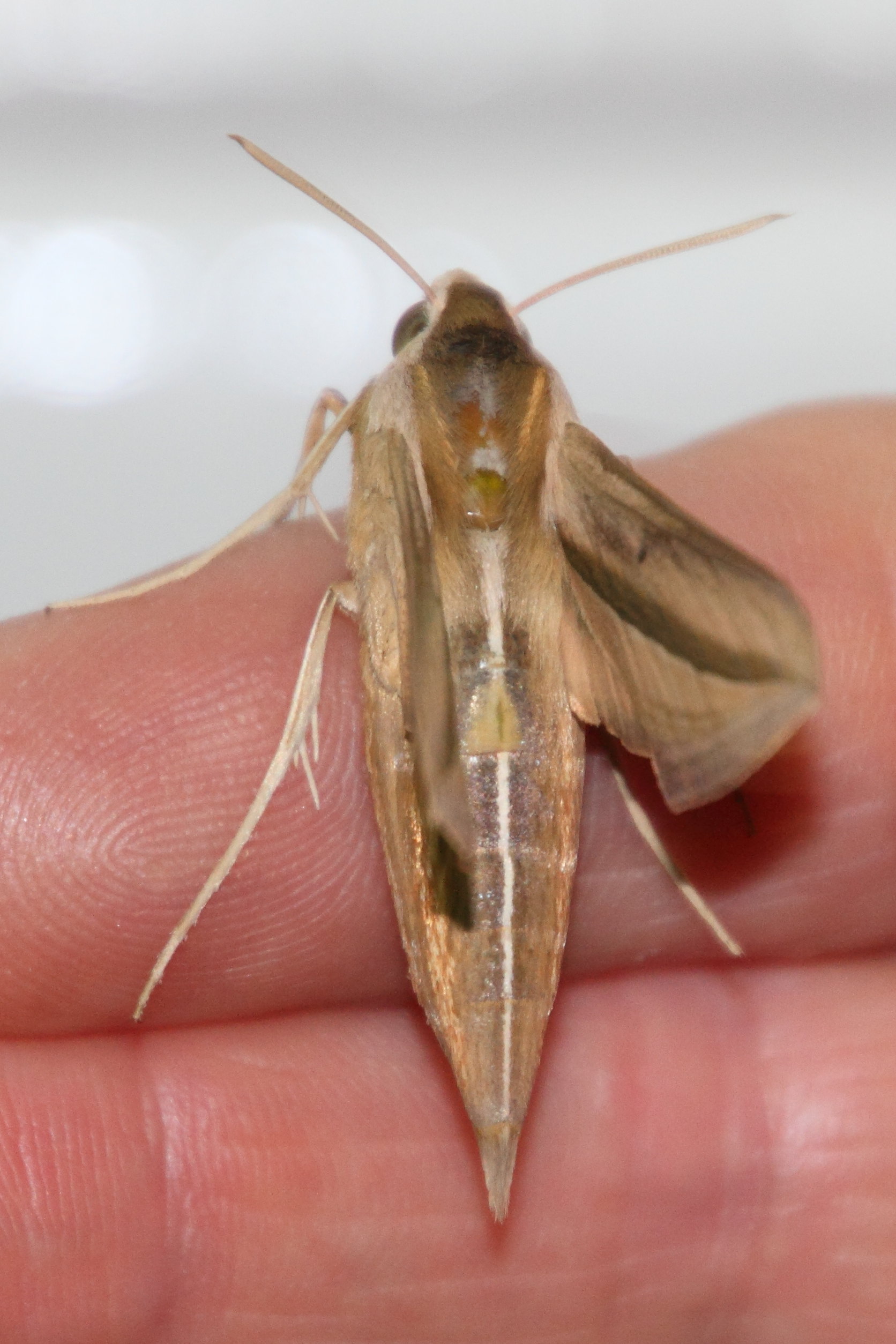 theretra_silhetensis1md