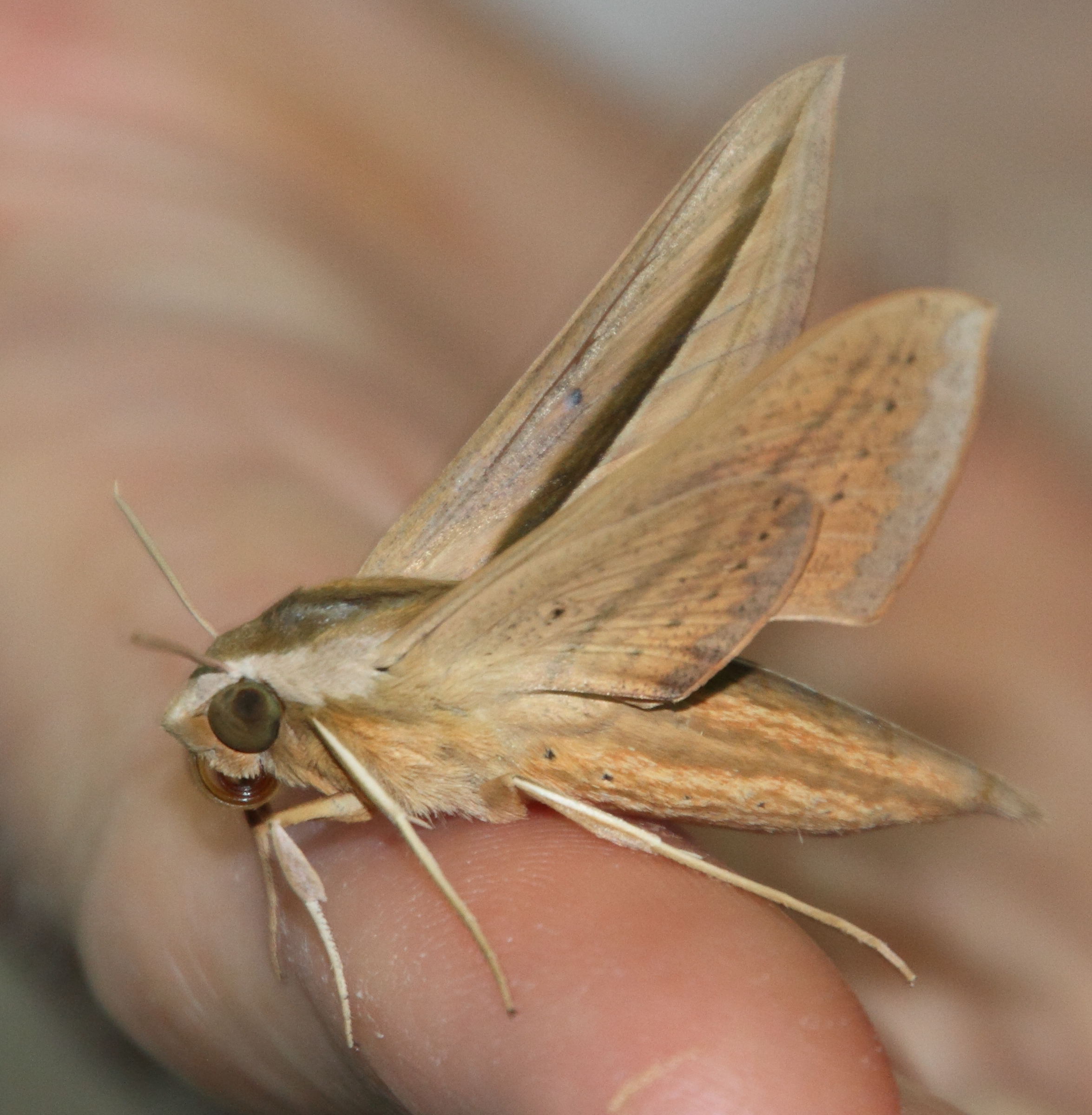 theretra_silhetensis2md